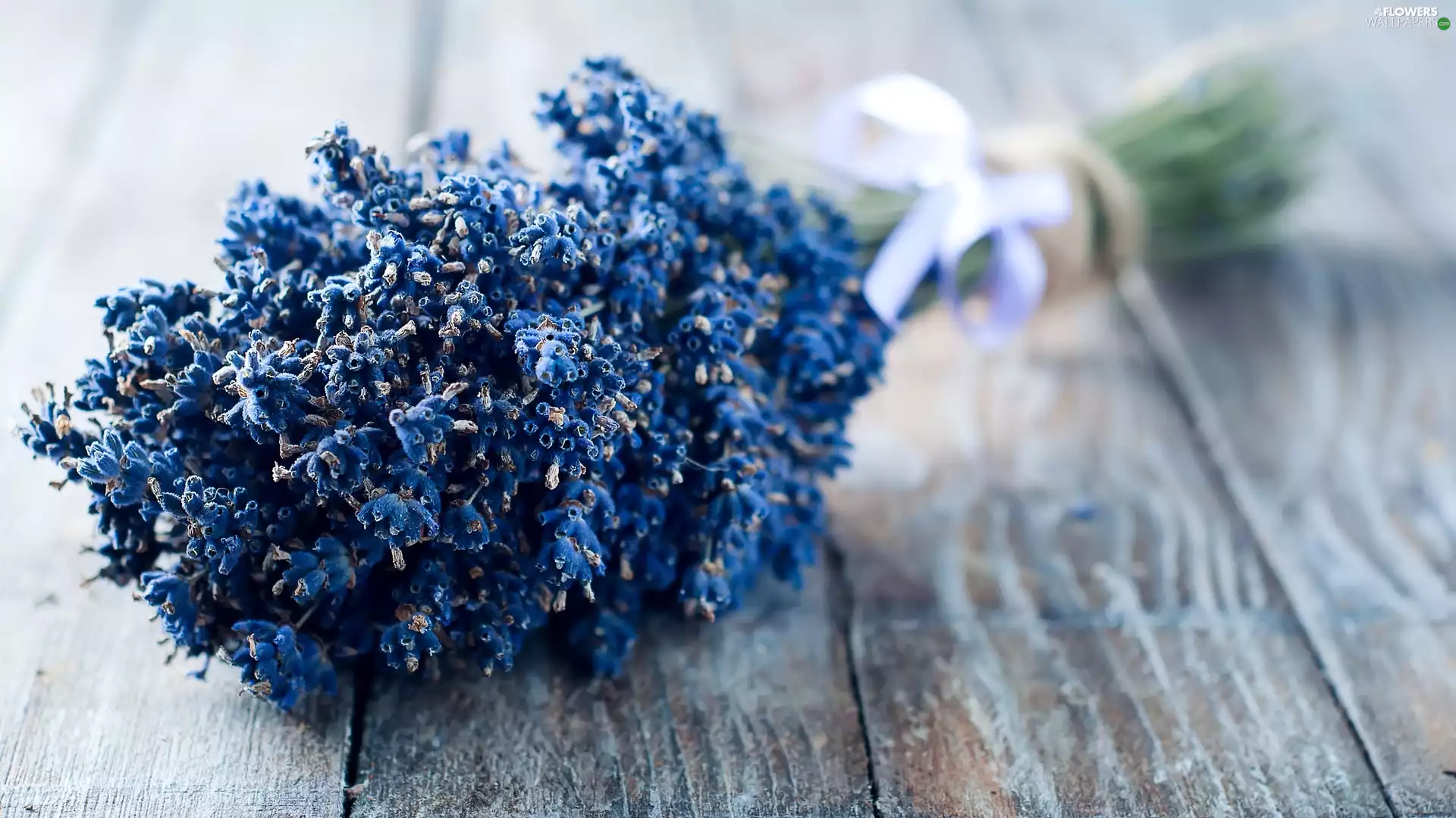 boarding, small bunch, Narrow-Leaf Lavender