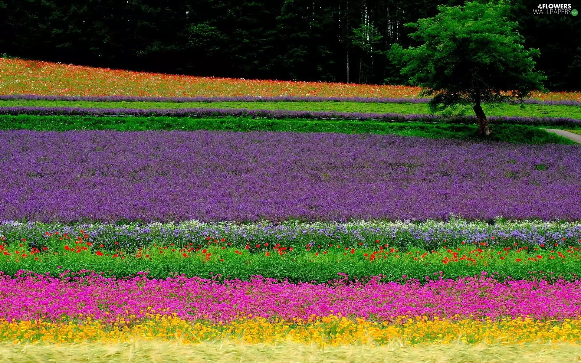 Field, Narrow-Leaf Lavender