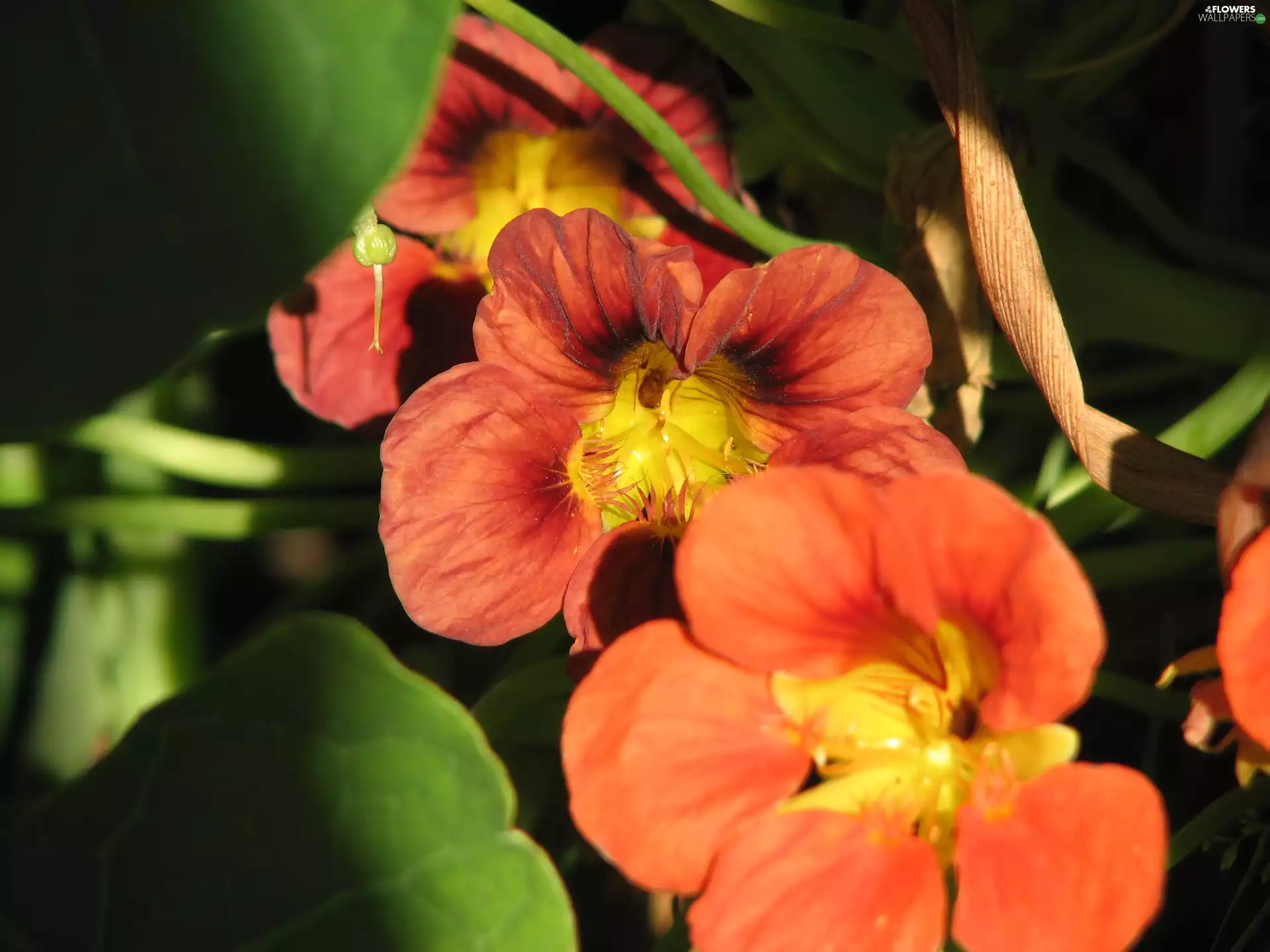 nasturtium