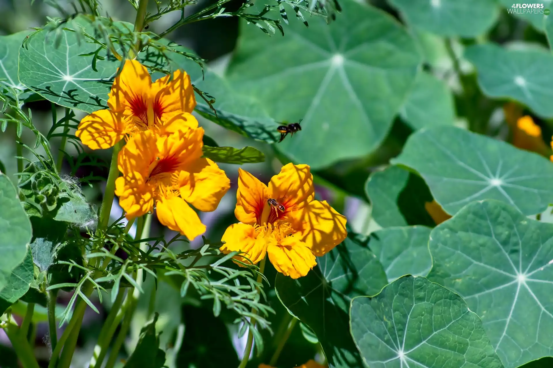 nasturtium, leaves