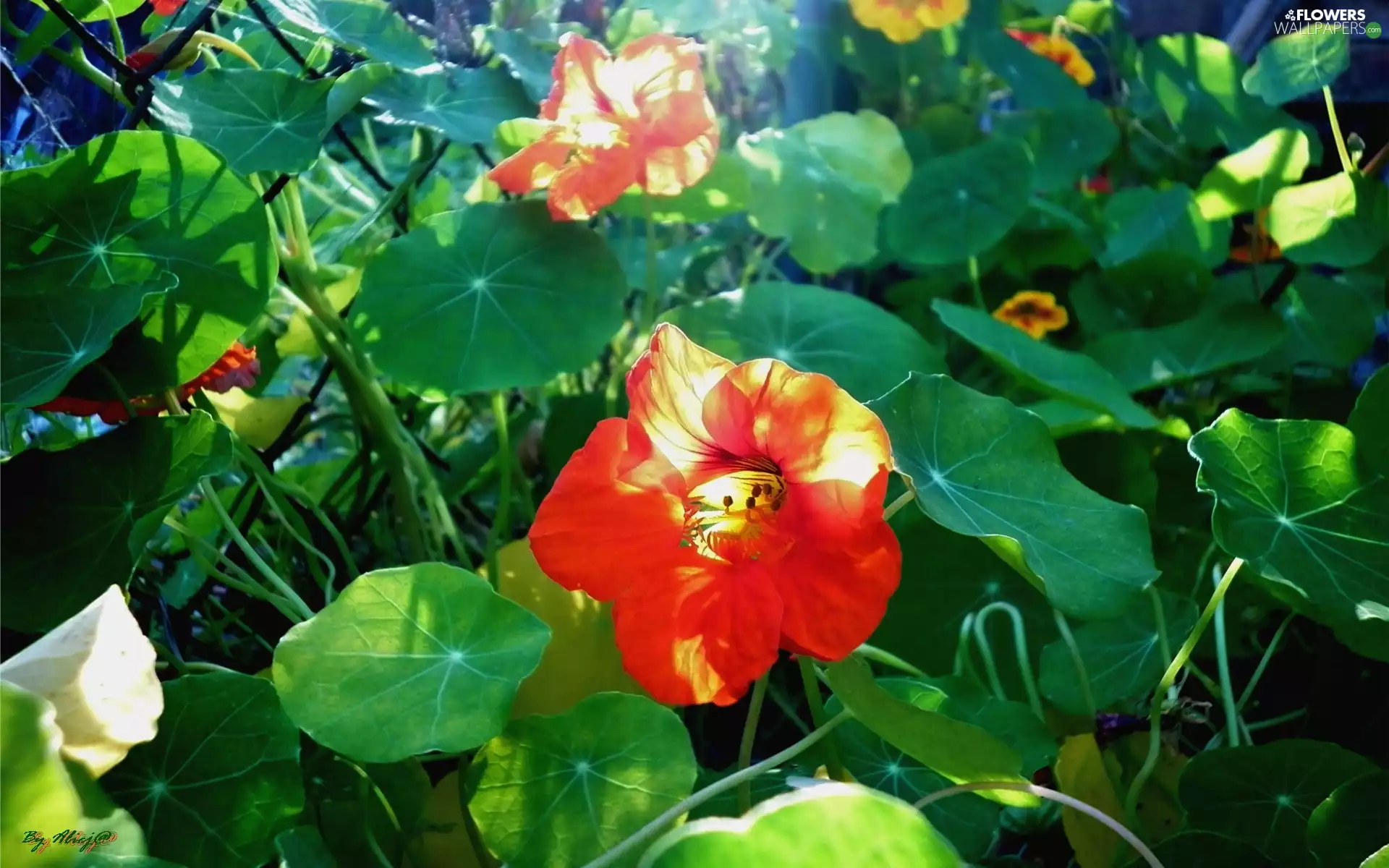 nasturtium, rays