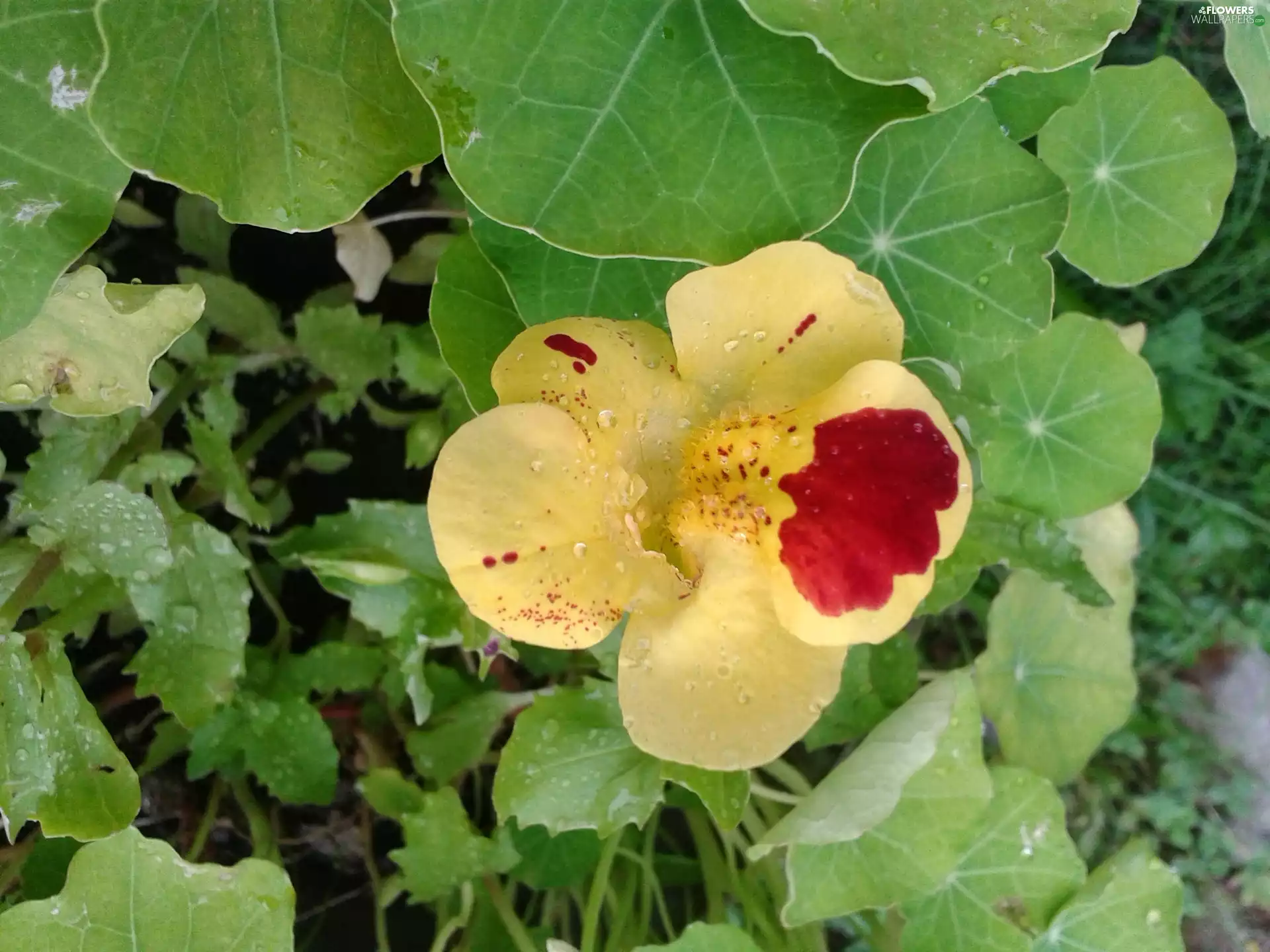 Yellow, Colourfull Flowers, nasturtium, drops, summer