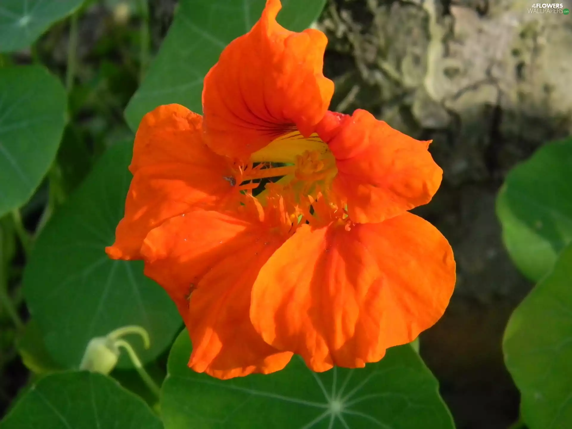 nasturtium