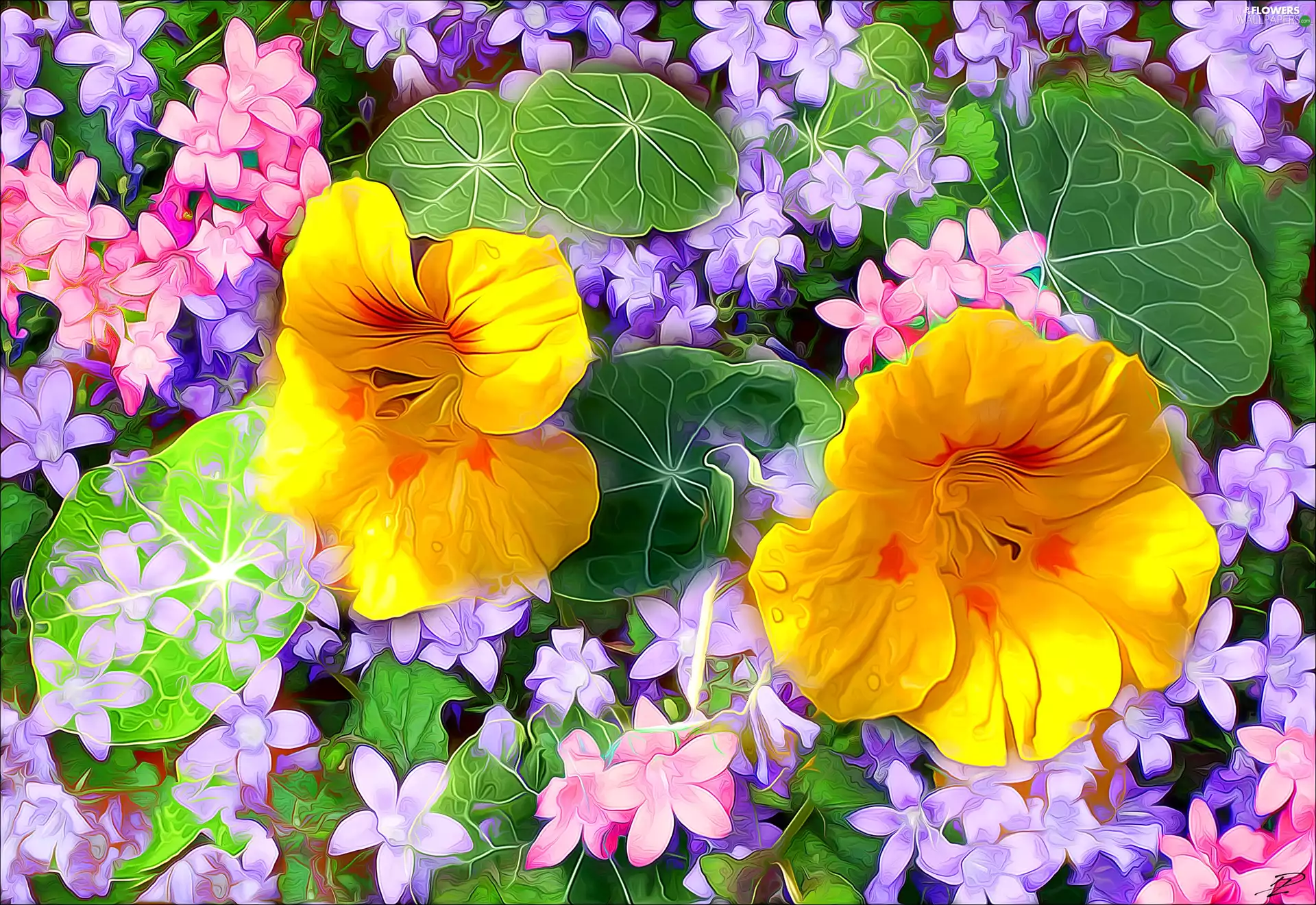 nasturtiums, graphics, Flowers