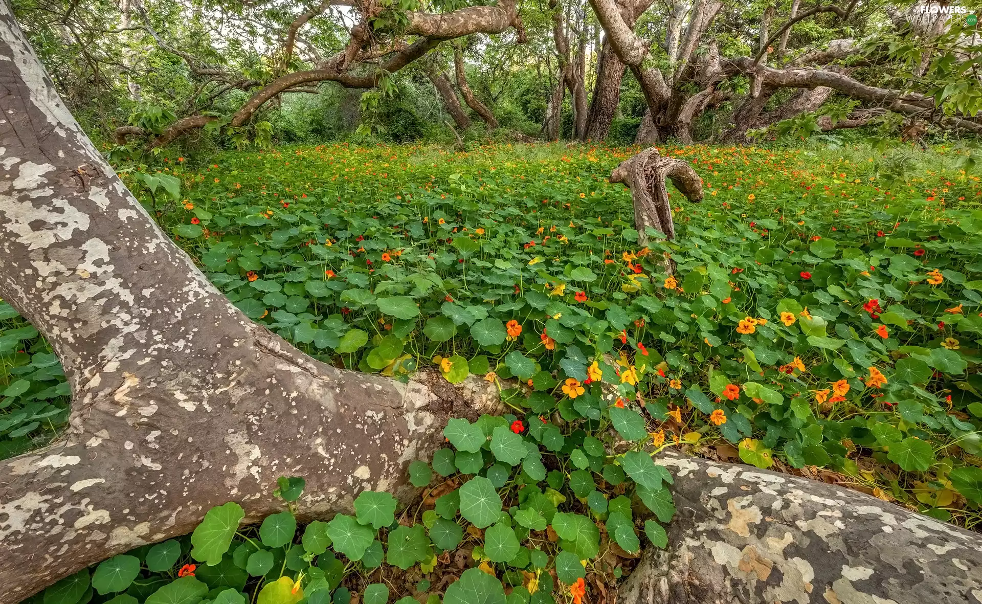 Flowers, nasturtiums, trees, viewes, forest