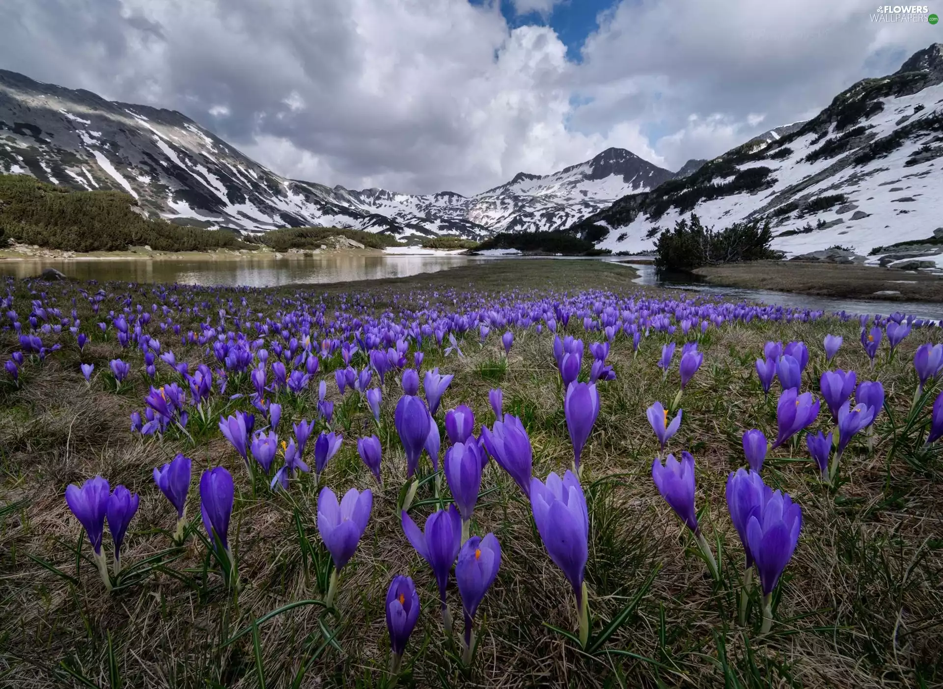 crocuses, lake, Rila National Park, Mountains, Bulgaria