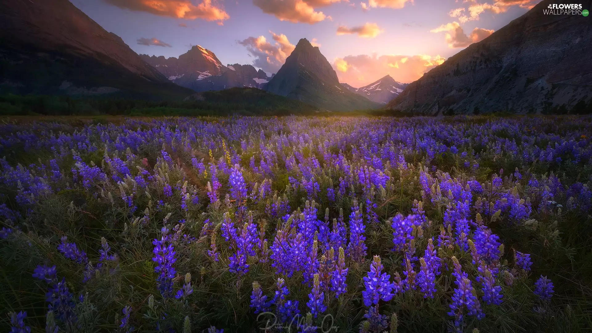 Valley, Meadow, The United States, Flowers, Montana, Mountains, Glacier National Park, lupins