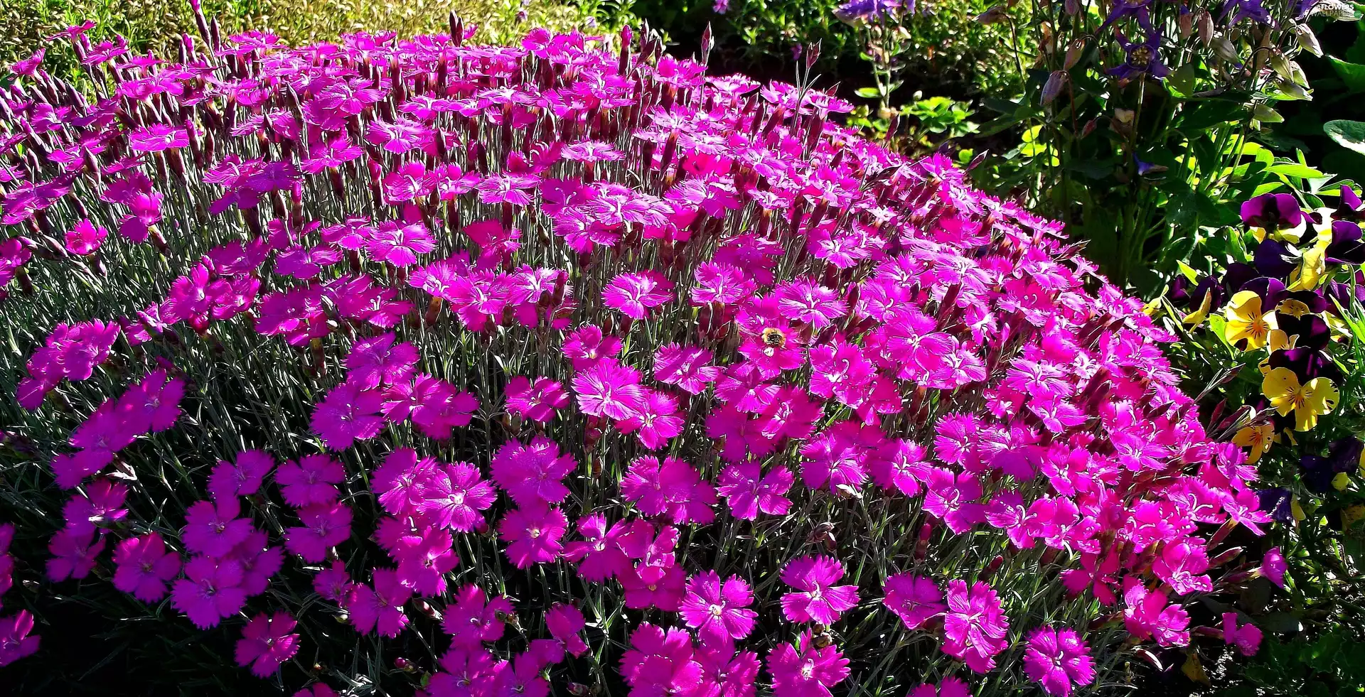 nature, Flowers, Carnation
