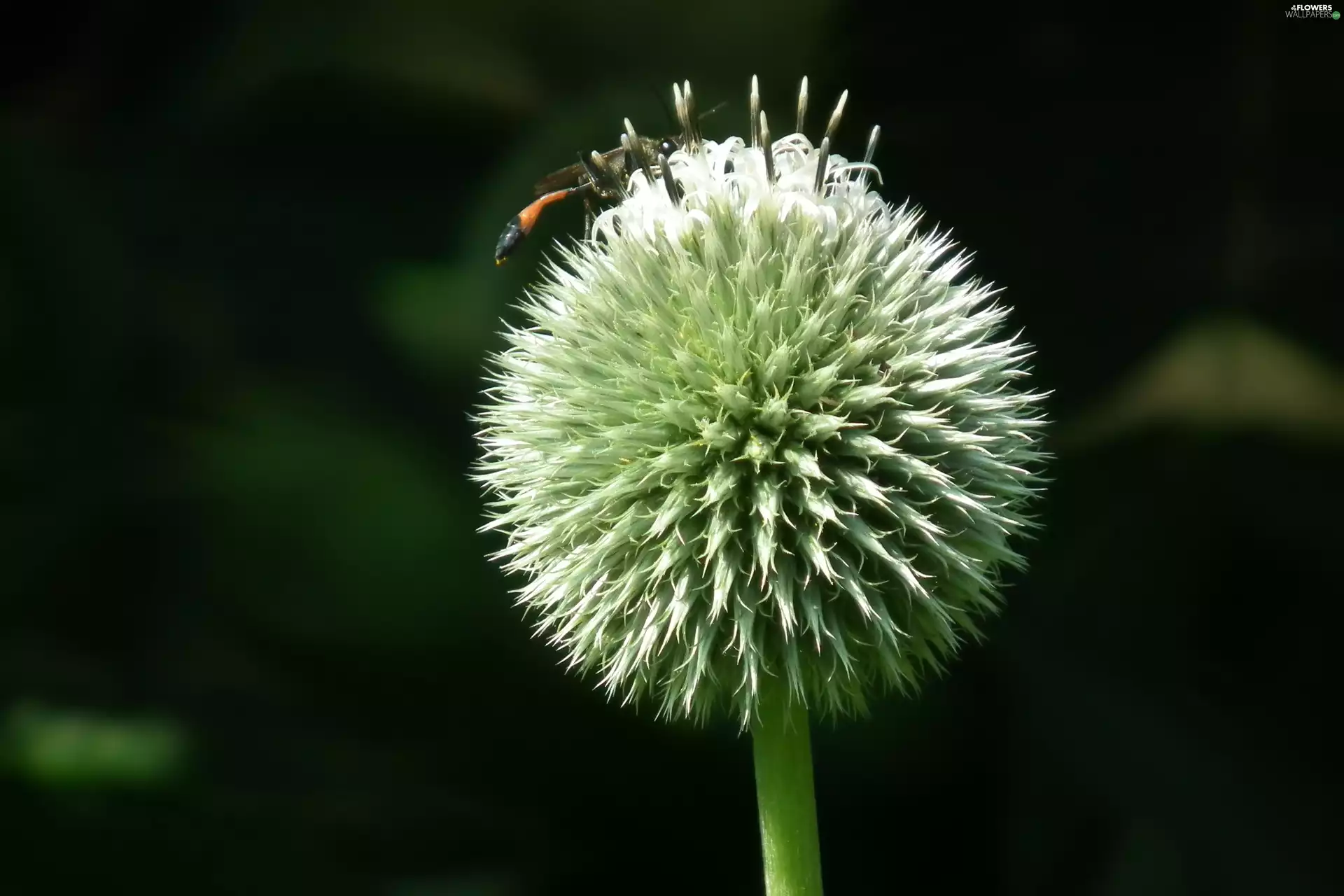 nature, Echinops