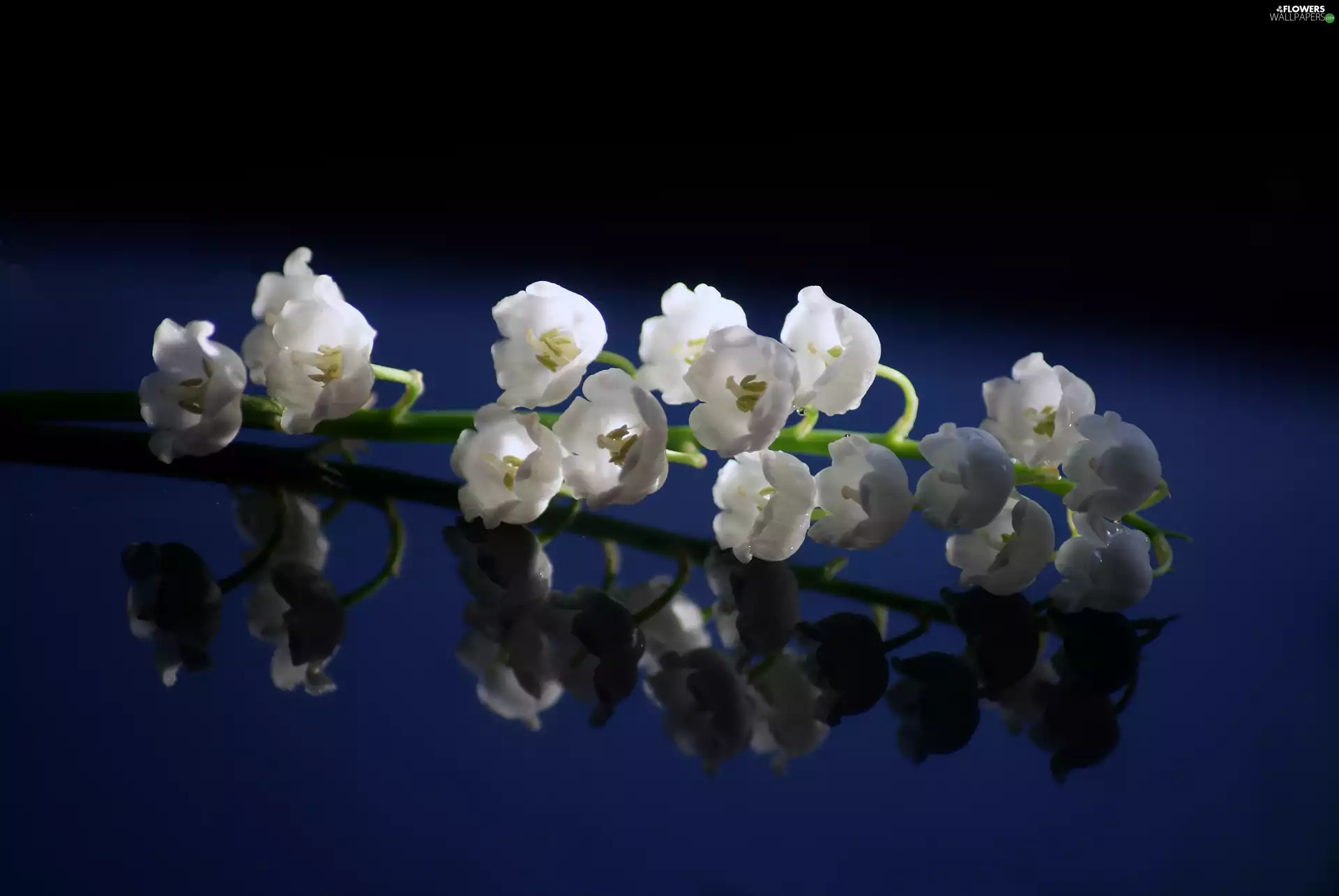 navy blue, background, blade, reflection, lily of the Valley