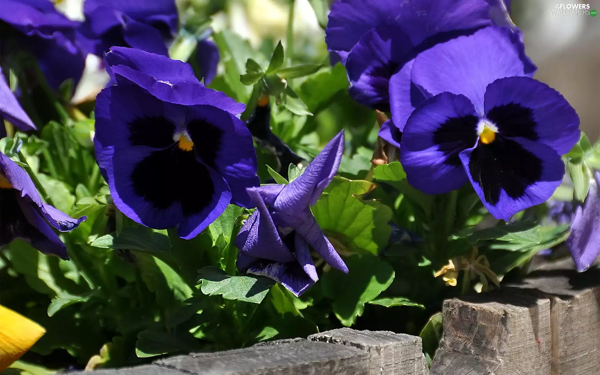 navy blue, pansies