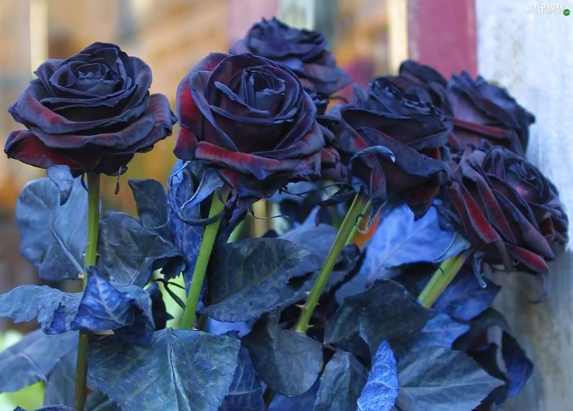 navy blue, roses