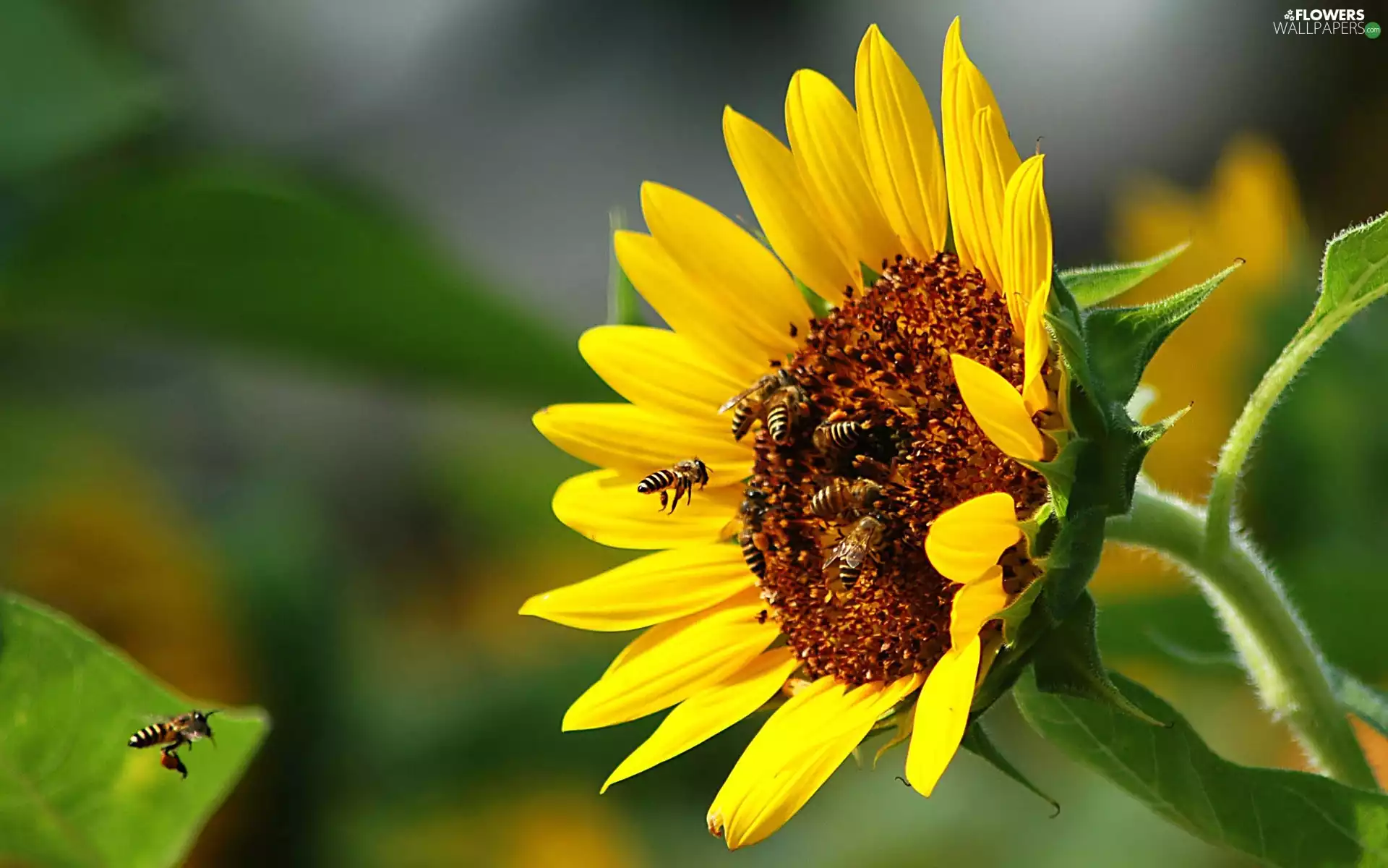 nectar, Sunflower, Bees