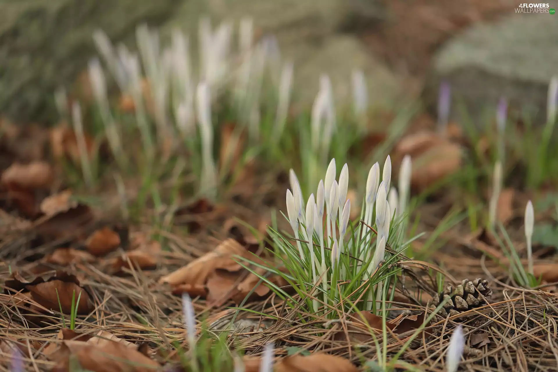 needles, crocuses, Buds