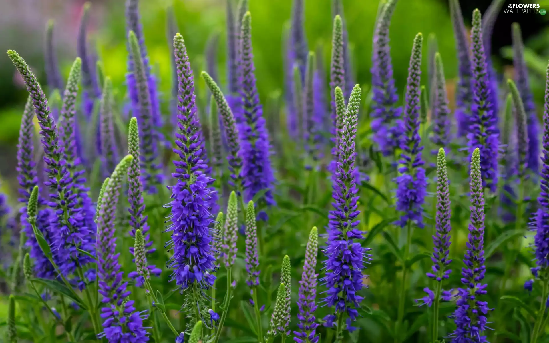 Sage, Meadow, green, Nemorosa