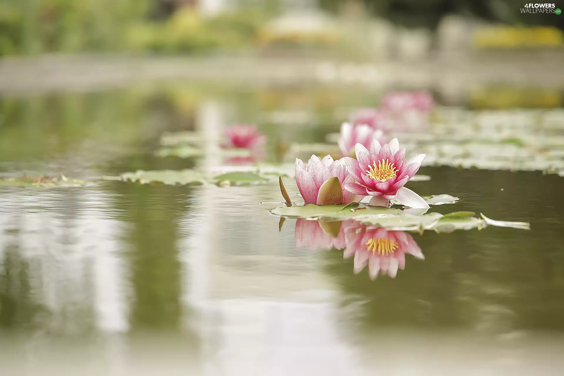 Flowers, Pond - car, Nenufary, Waterlily, Water lilies