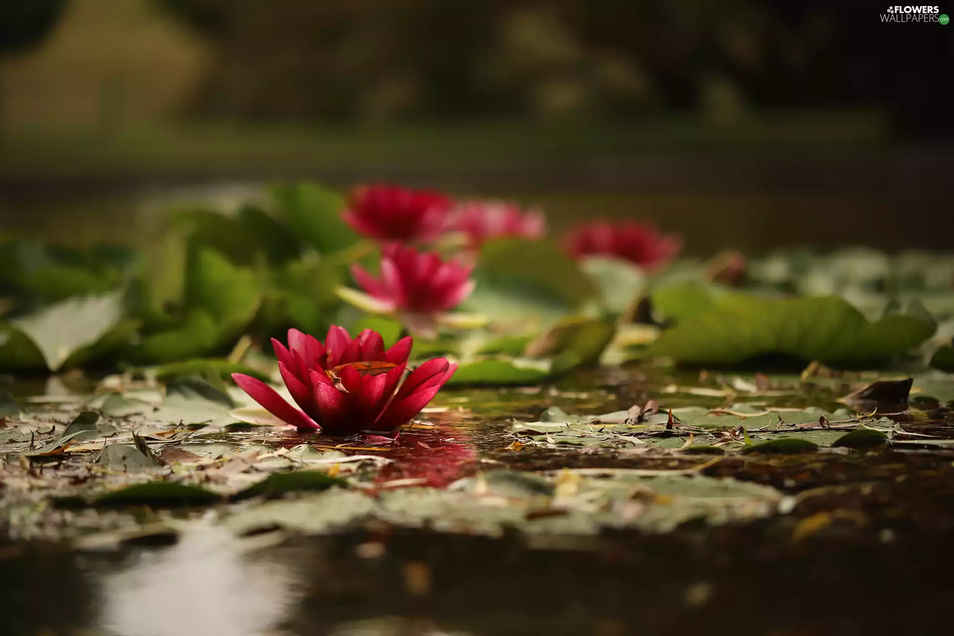 Waterlily, Water lilies, Flowers, Leaf, dark pink, Nenufary