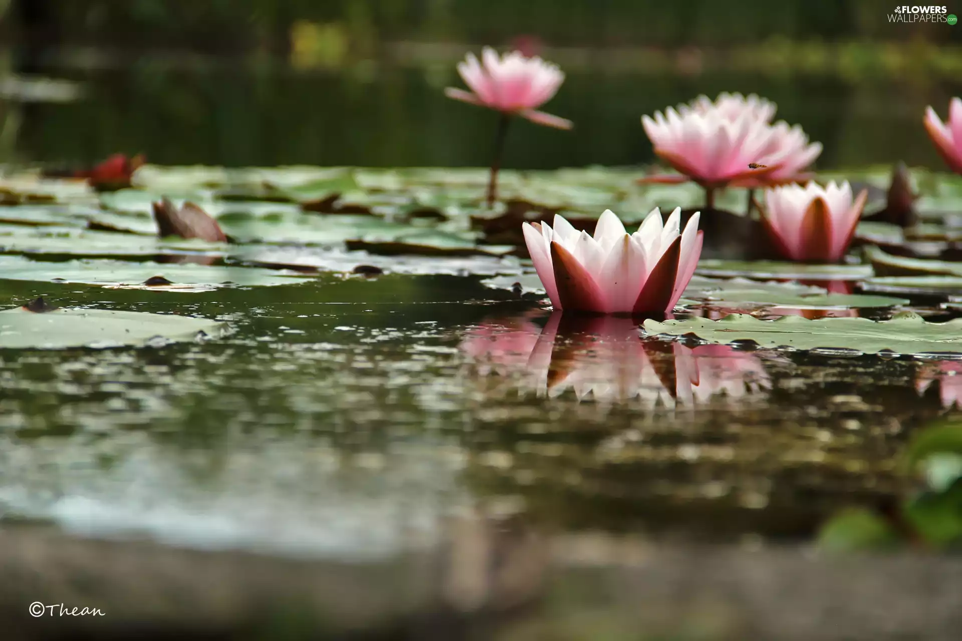 Nenufary, lilies, water