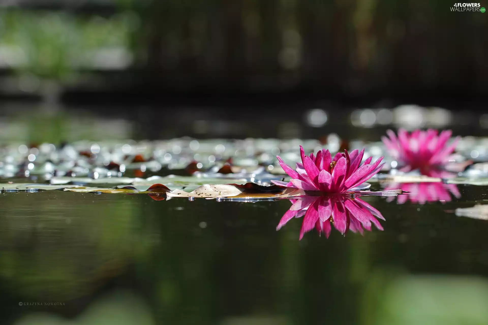 Pink, Water lilies, Nenufary