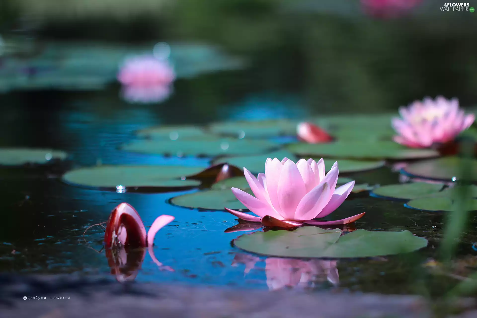 Water lilies, Waterlily, Nenufary