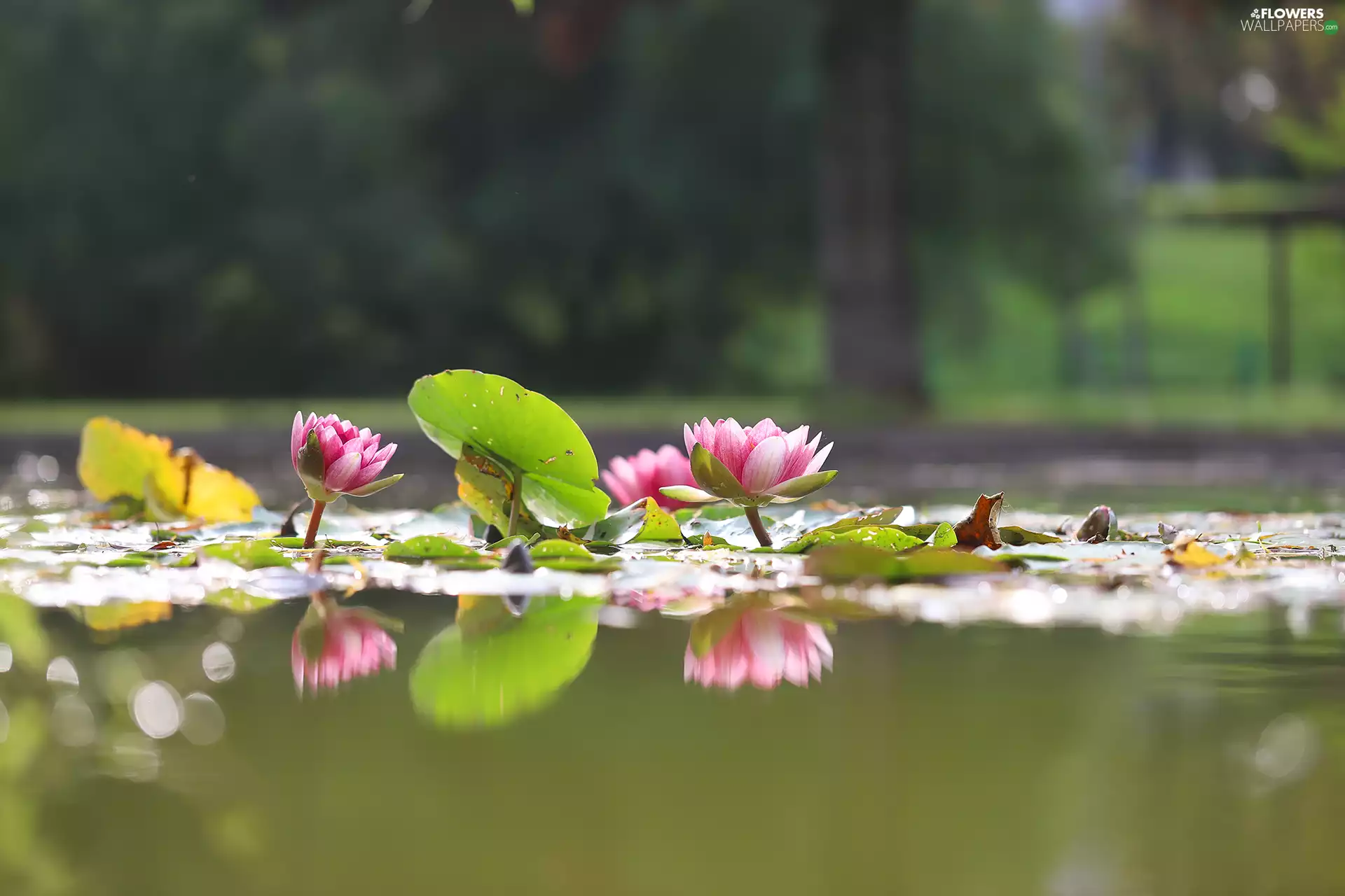 Waterlily, Water lilies, Nenufary