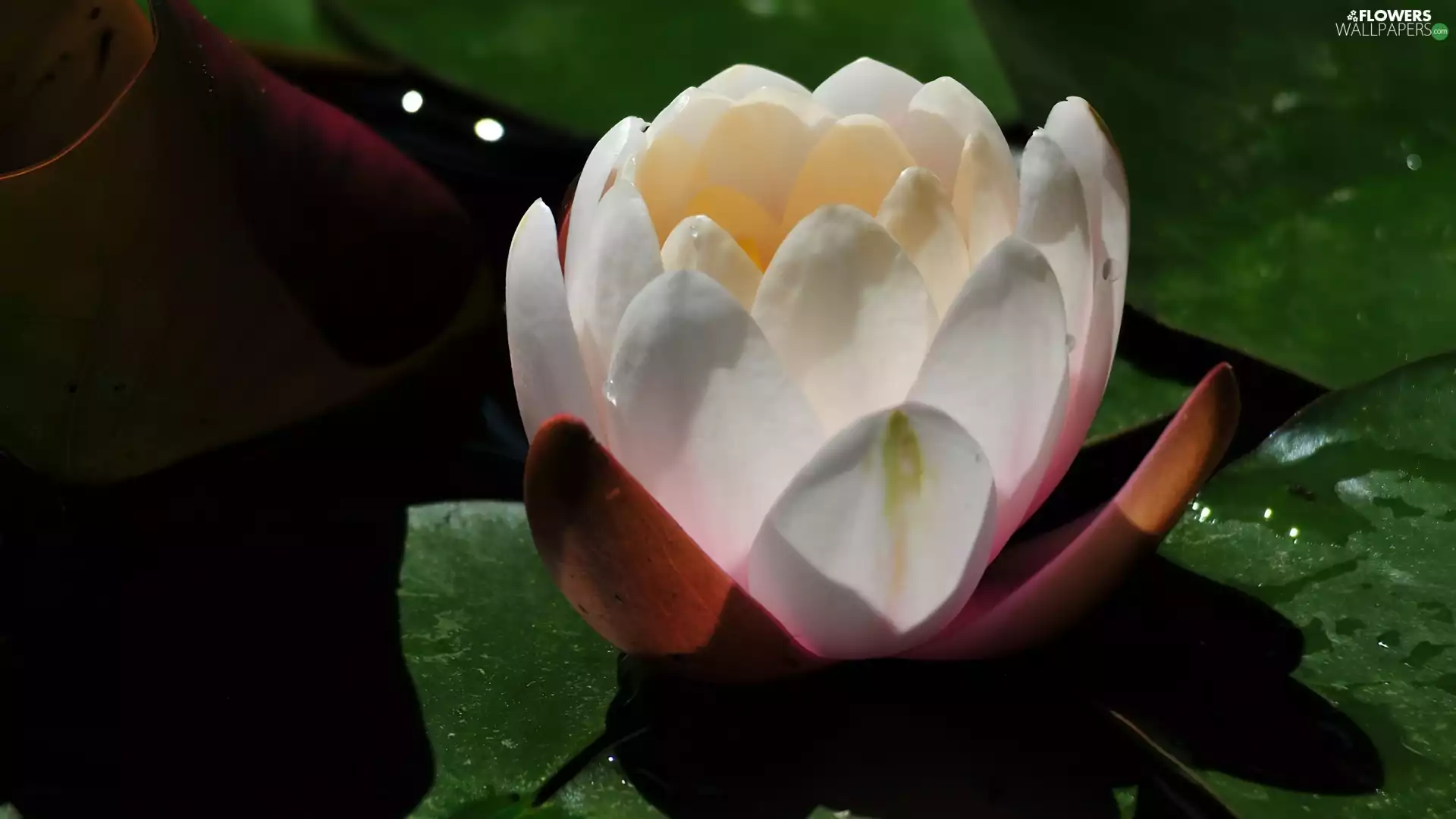 White, Lily, water, nenuphar