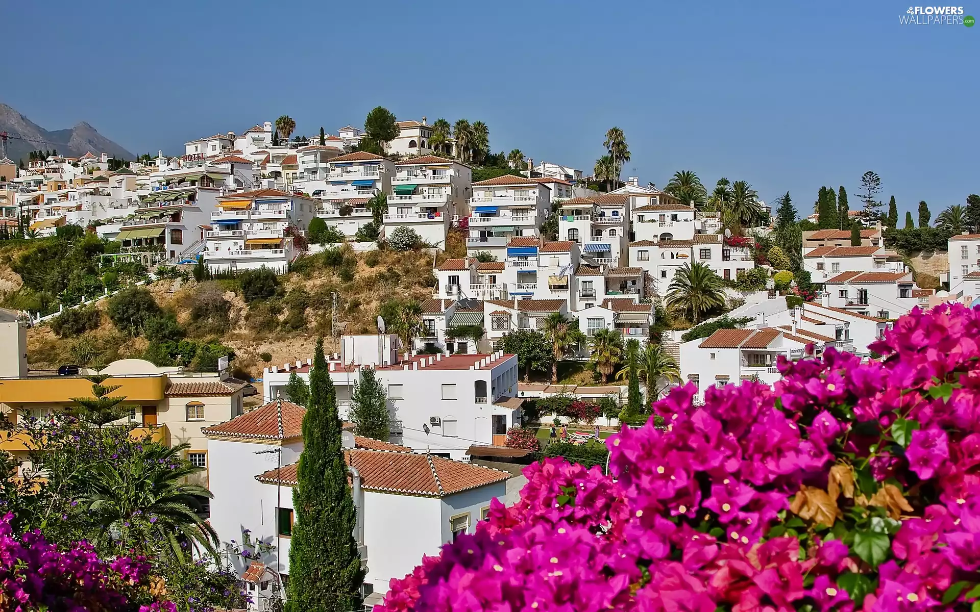 Nerja, Villas, Bougainvillea, Palms, Blossoming, Del Sol, Costa, cypresses