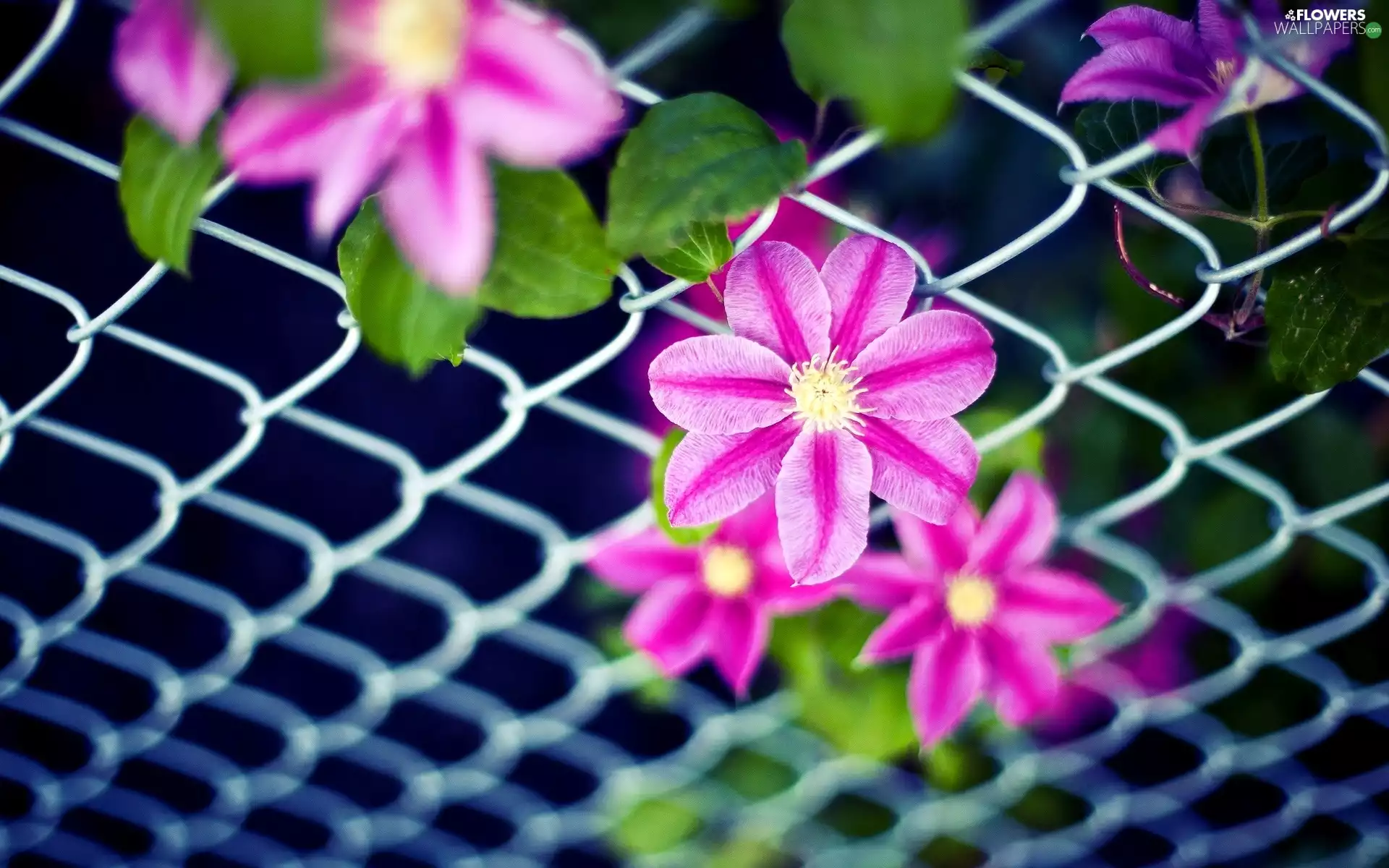 net, Pink, Flowers