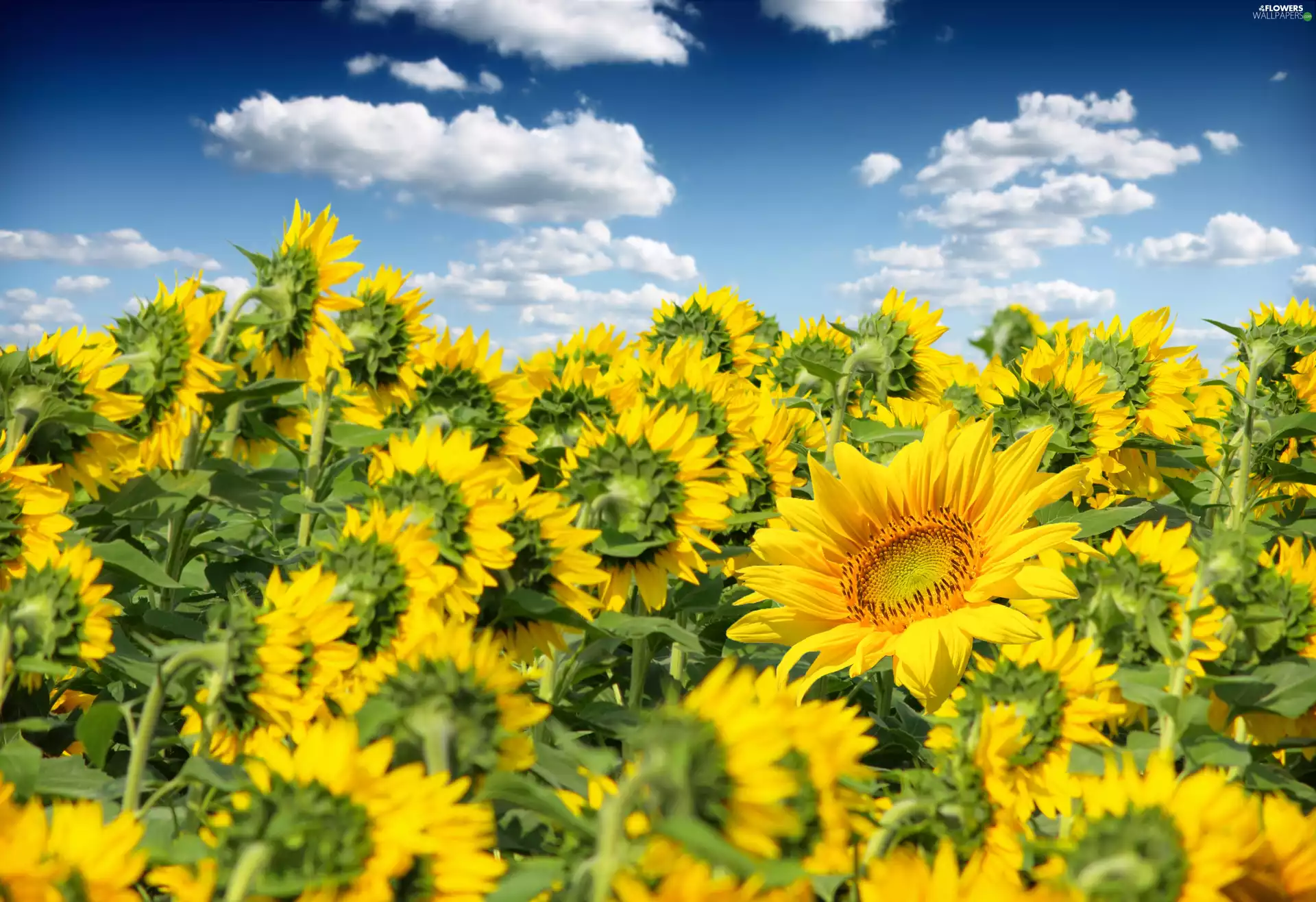 Nice sunflowers, clouds