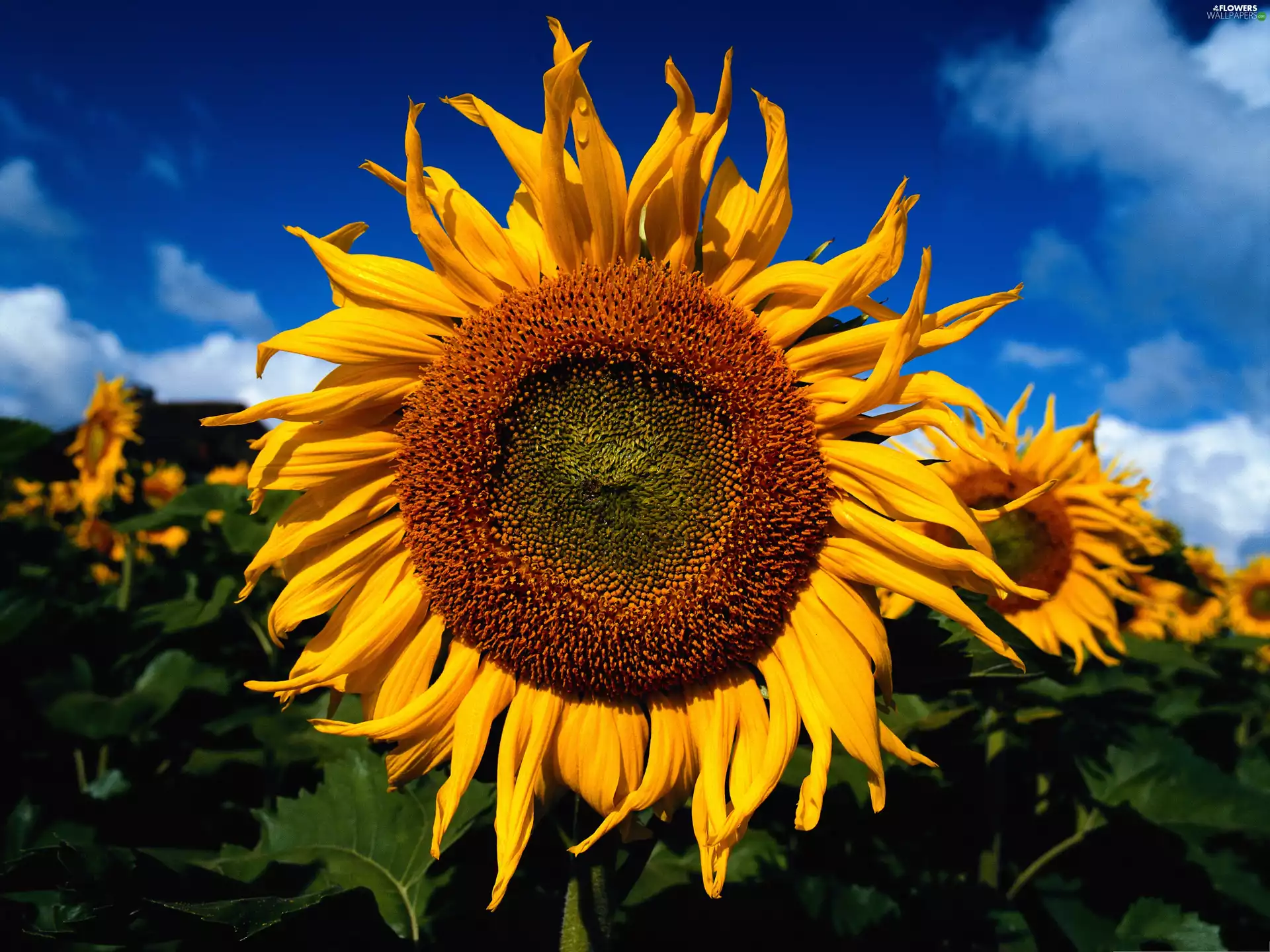 Nice sunflowers, Field