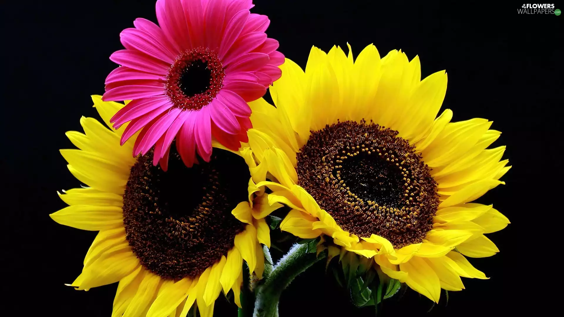 Nice sunflowers, Gerbera