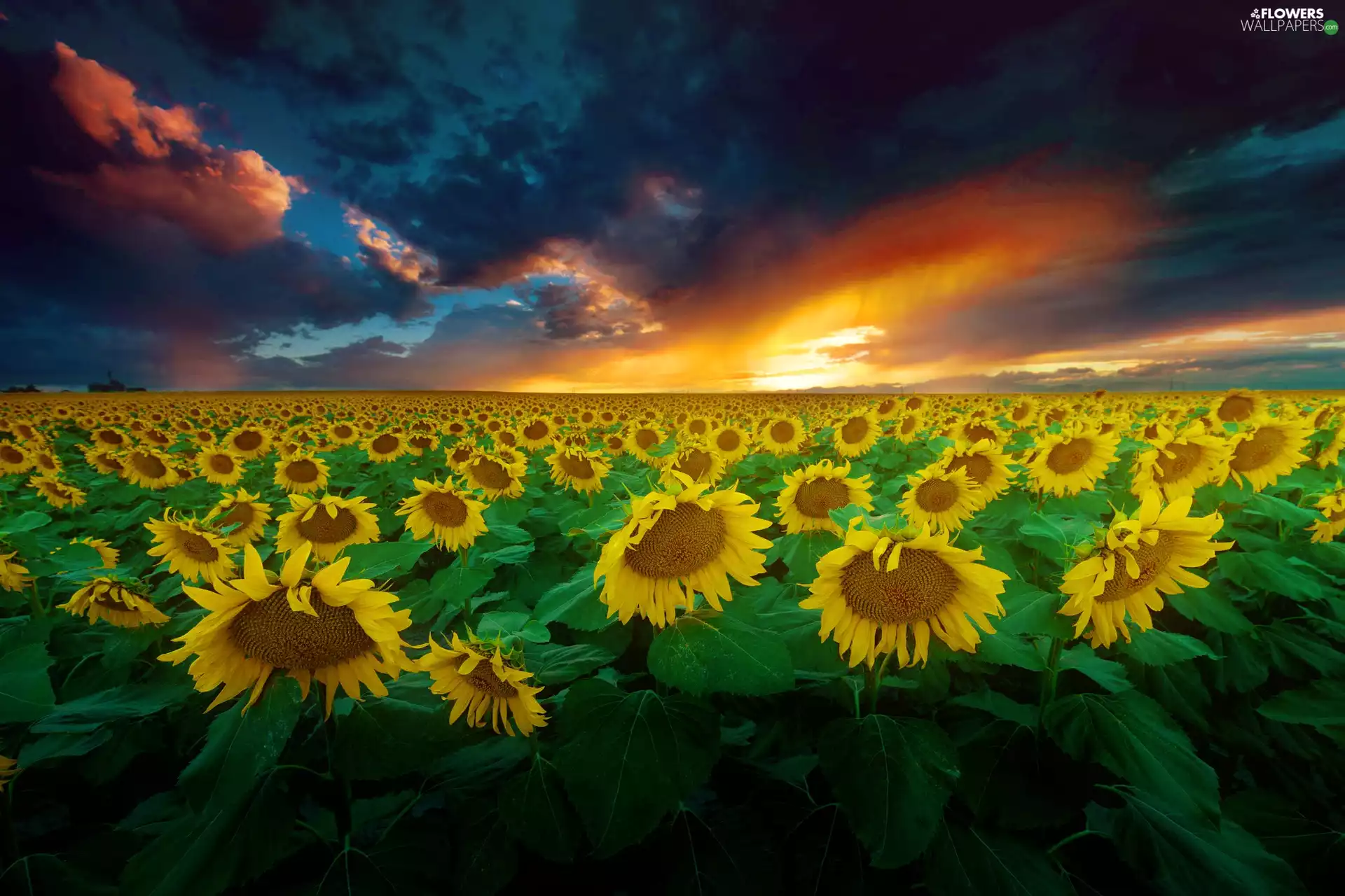 Great Sunsets, Nice sunflowers
