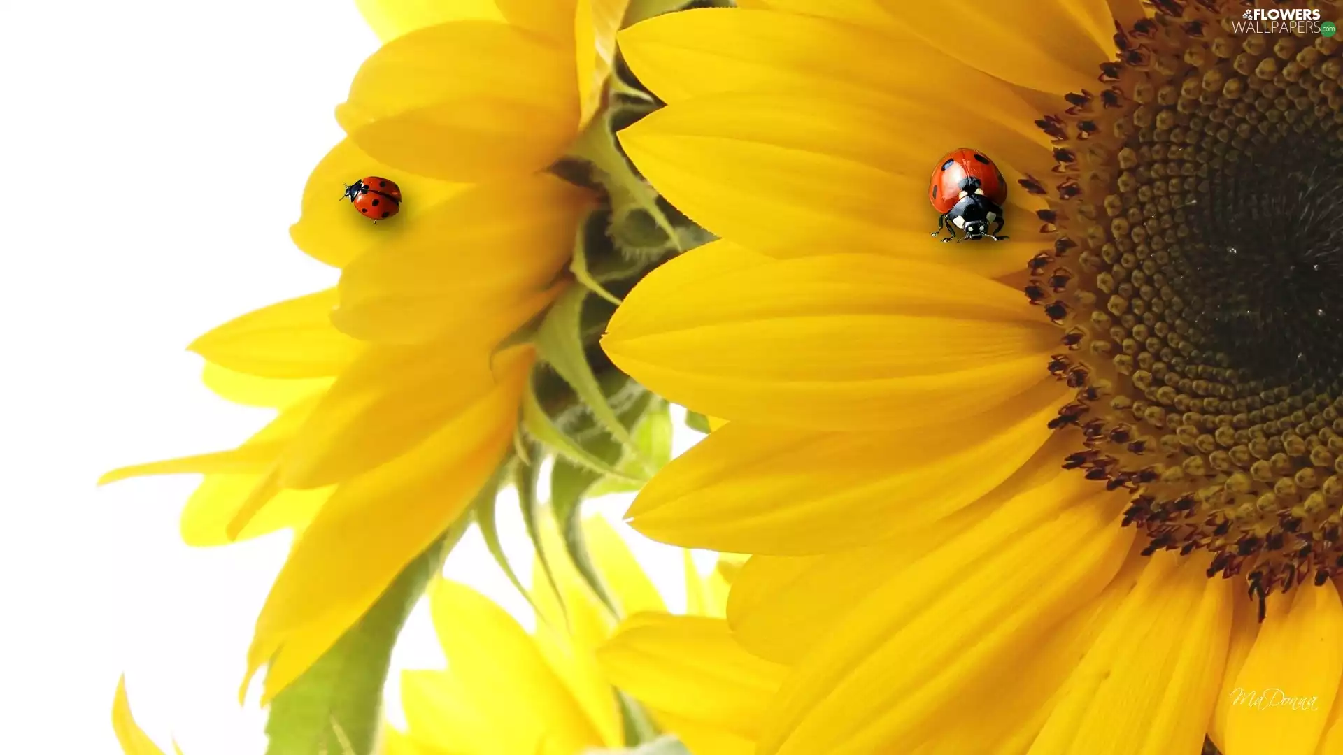 Nice sunflowers, ladybird