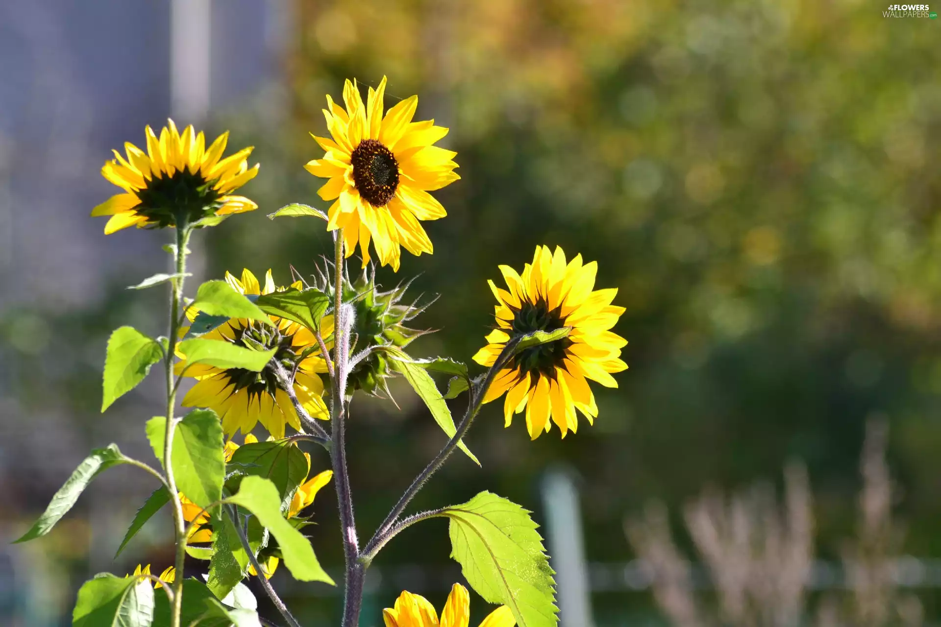 Nice sunflowers, ornamental