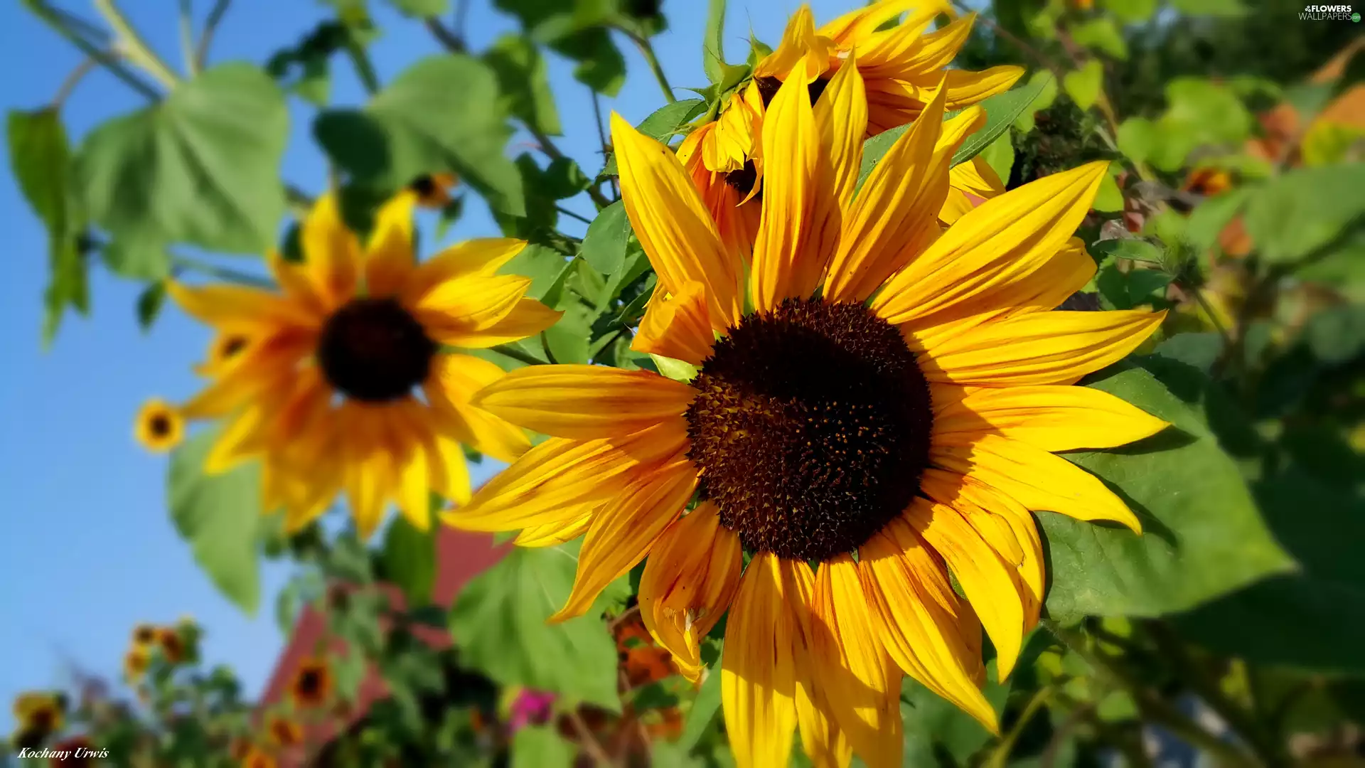 Nice sunflowers, ornamental