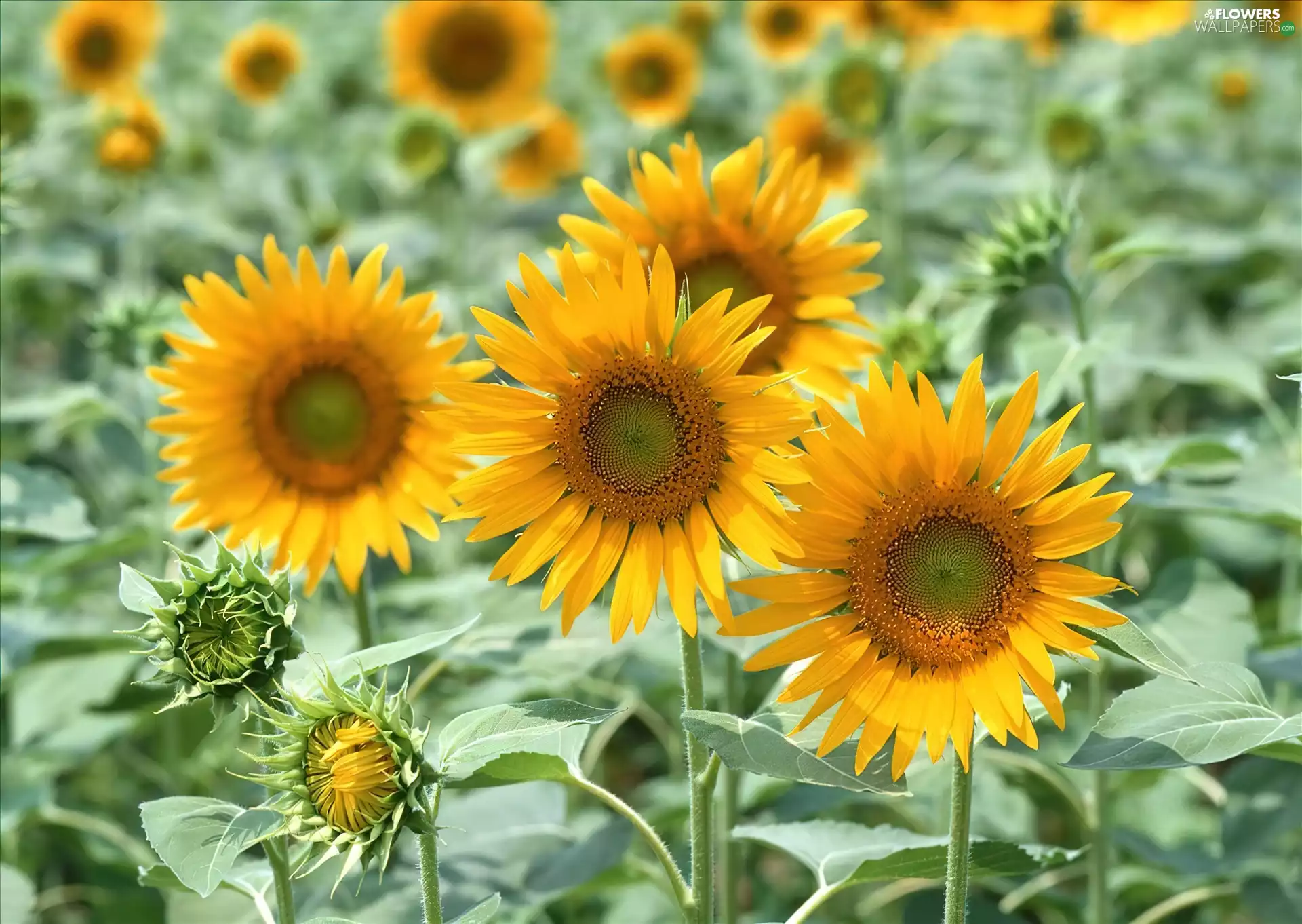 Nice sunflowers, plantation