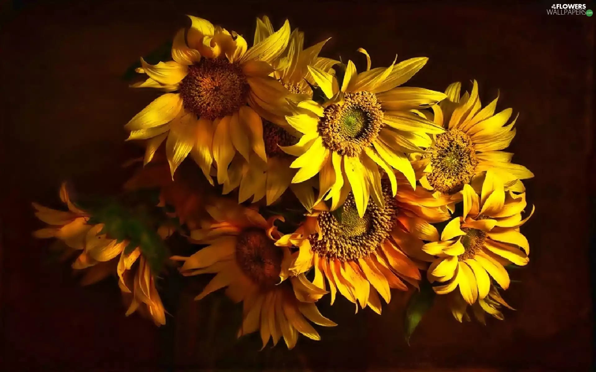 Nice sunflowers