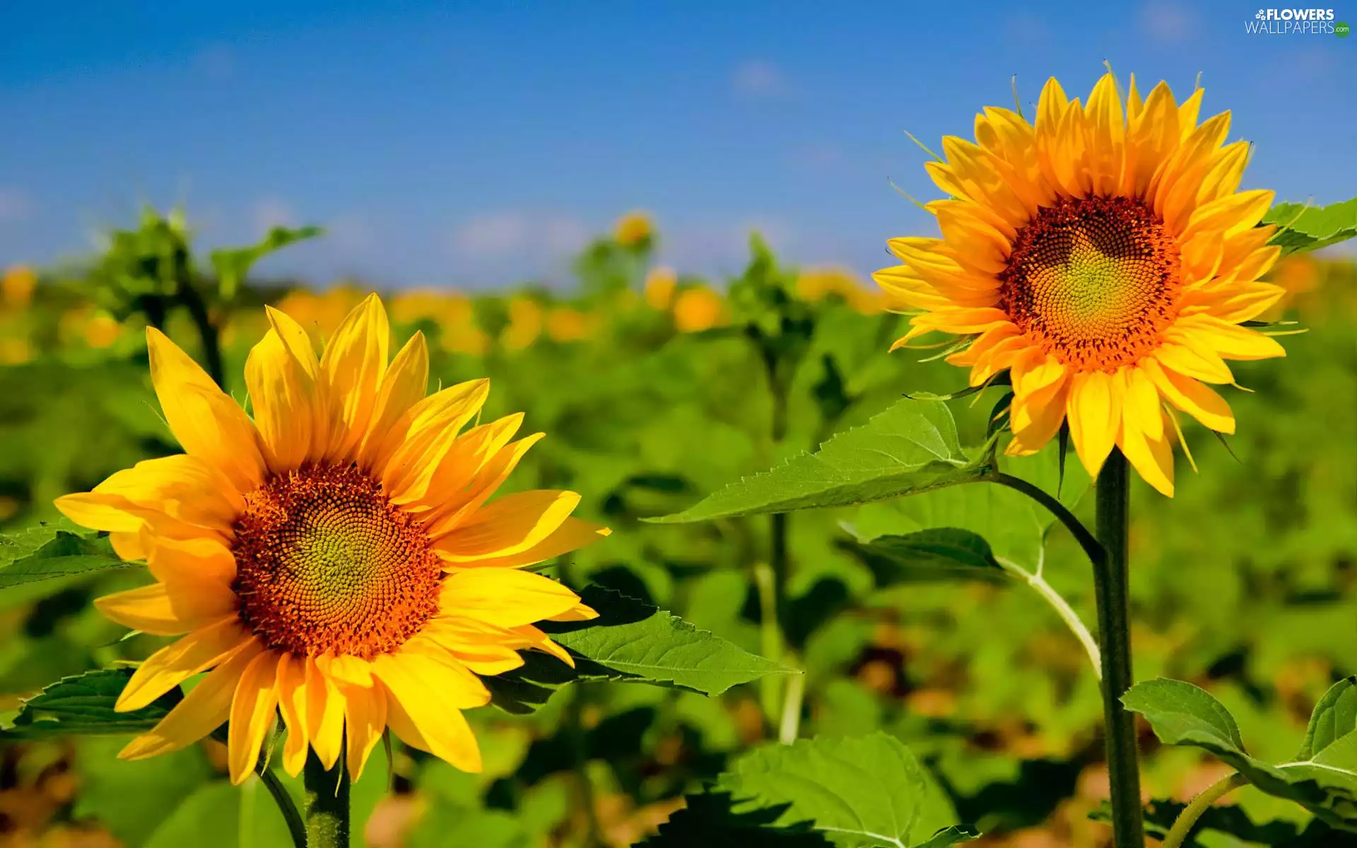 Nice sunflowers