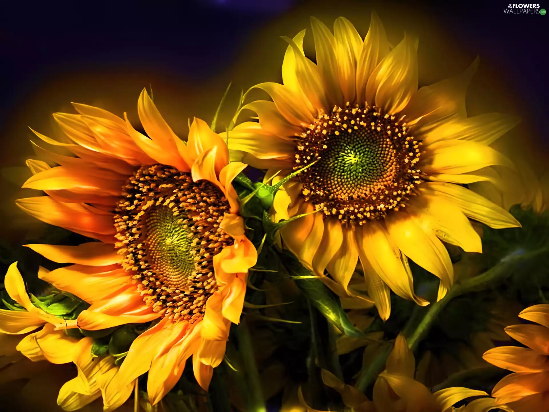 Nice sunflowers