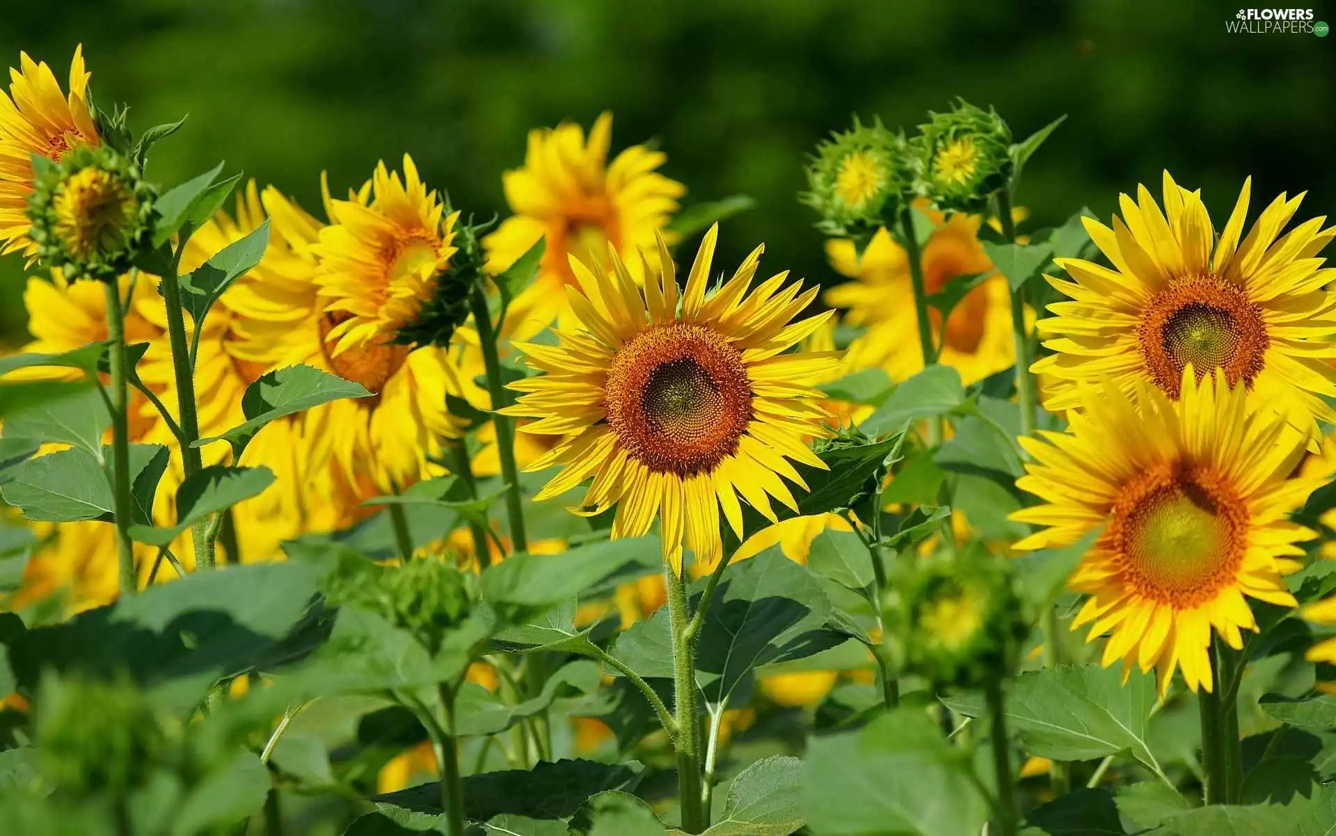 Nice sunflowers