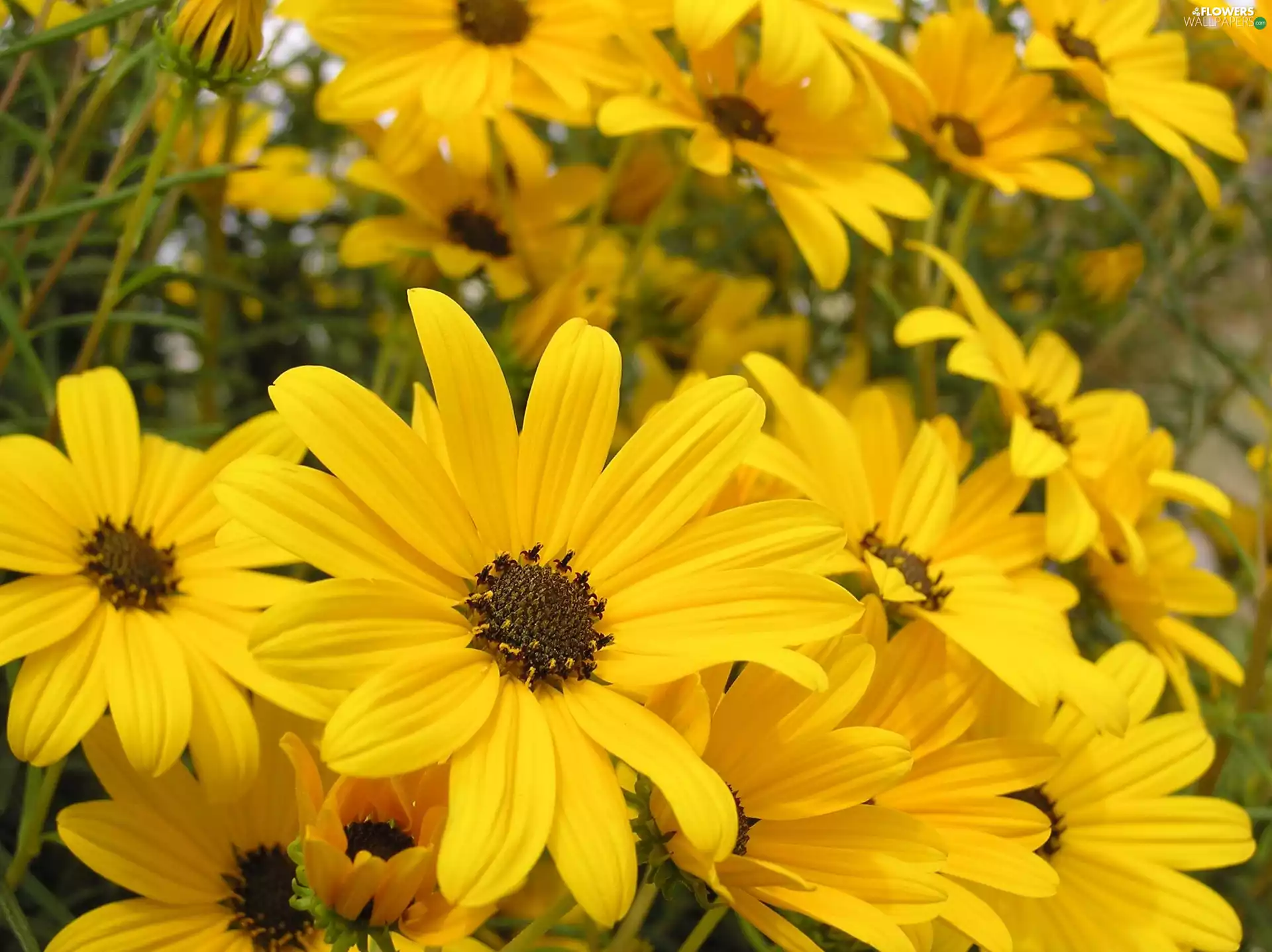 Nice sunflowers