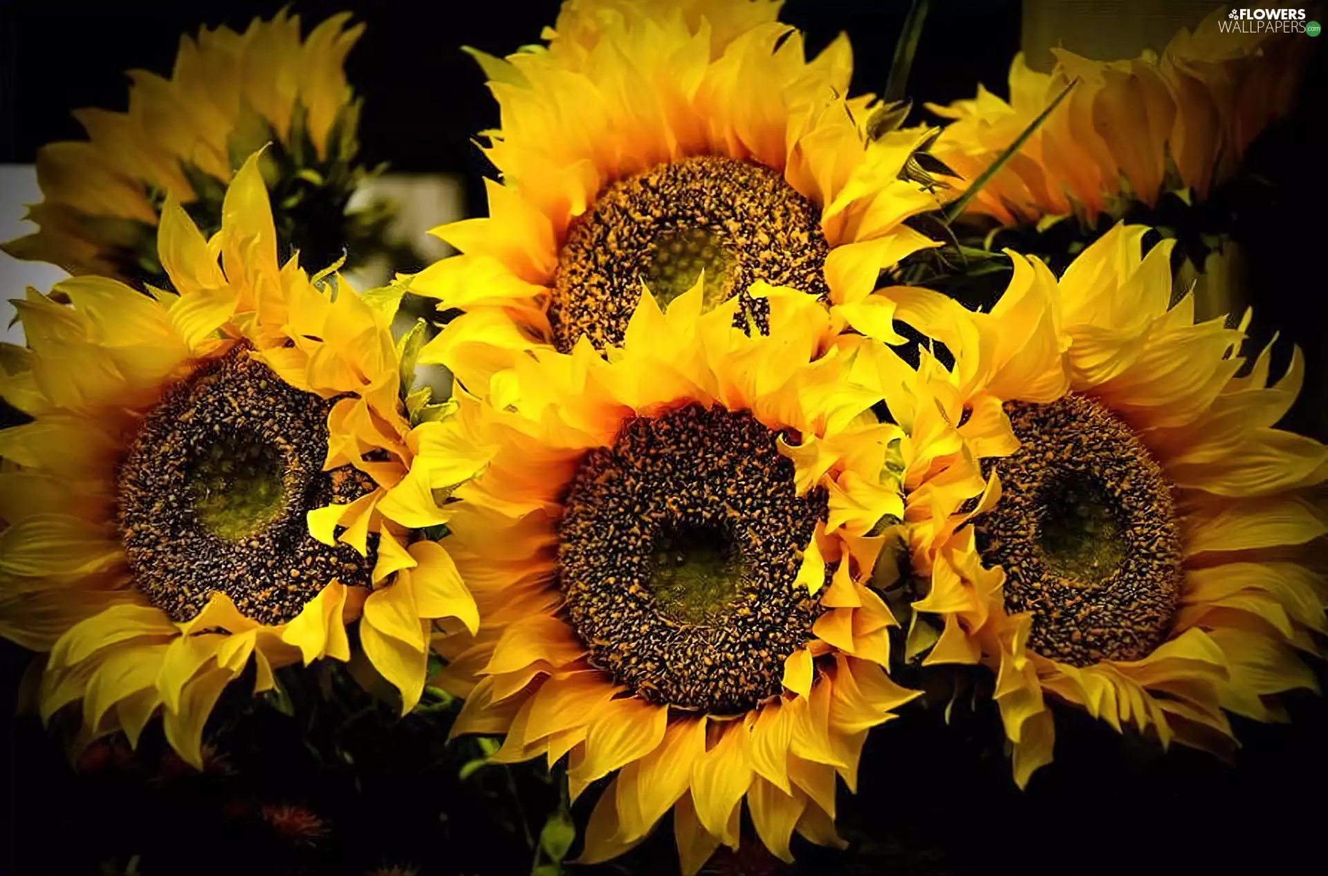 Nice sunflowers