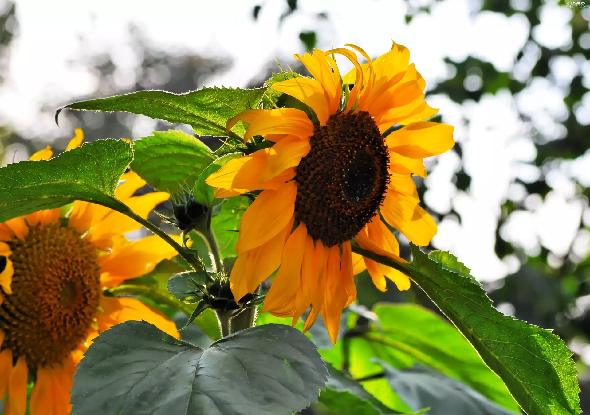 Nice sunflowers