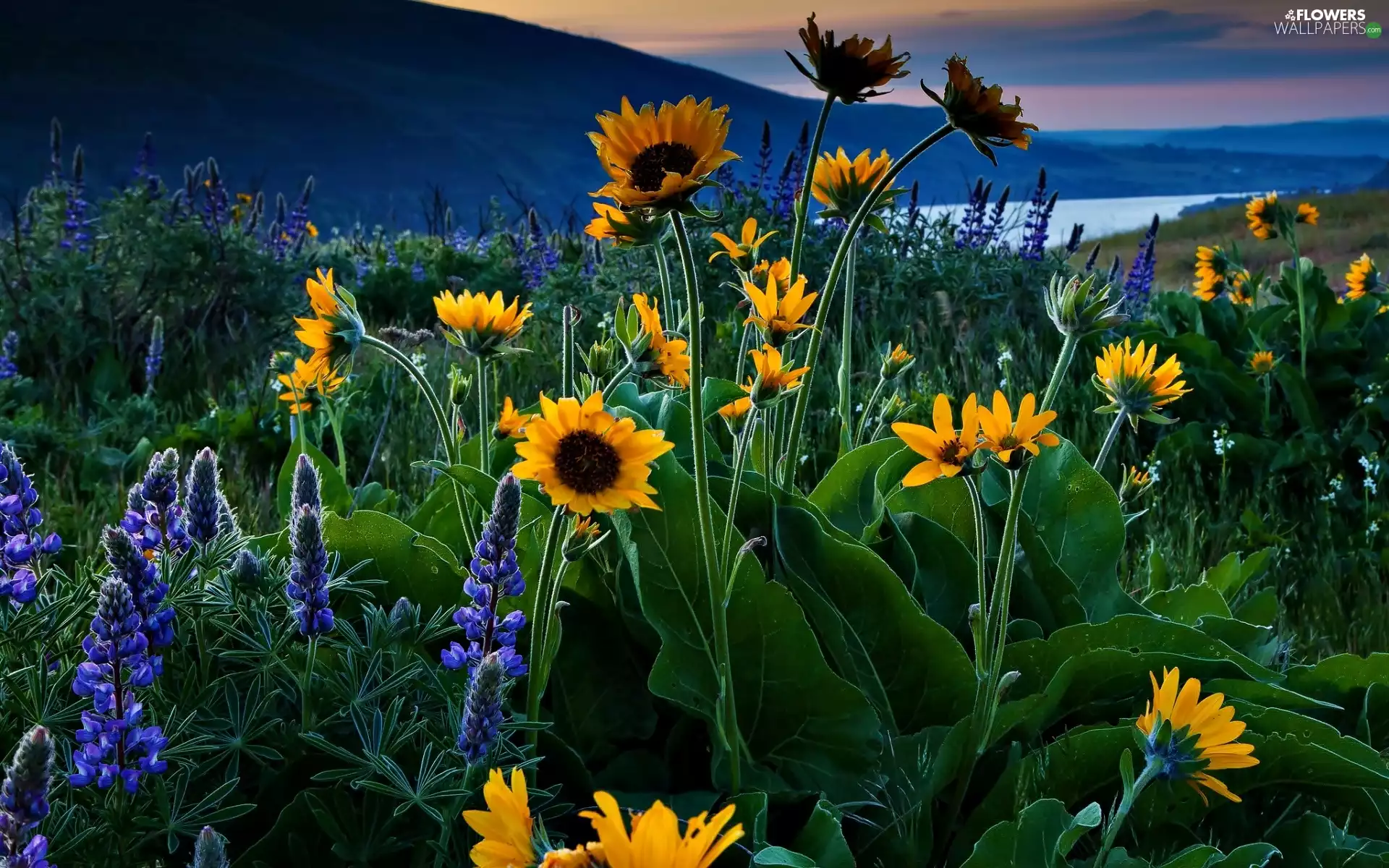 Mountains, Nice sunflowers, lupine, Flowers