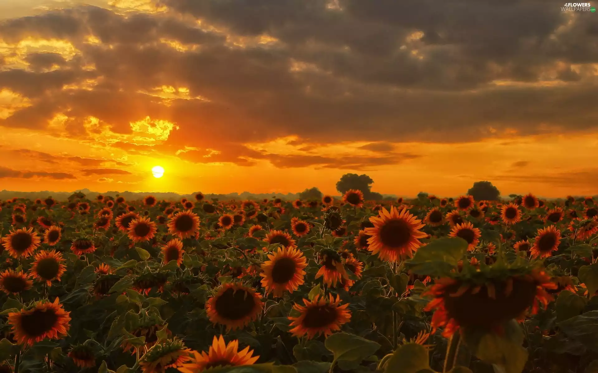 clouds, Nice sunflowers, Great Sunsets