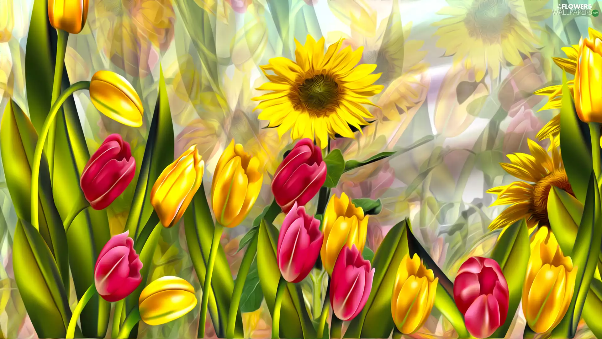 Flowers, Nice sunflowers, graphics, Tulips