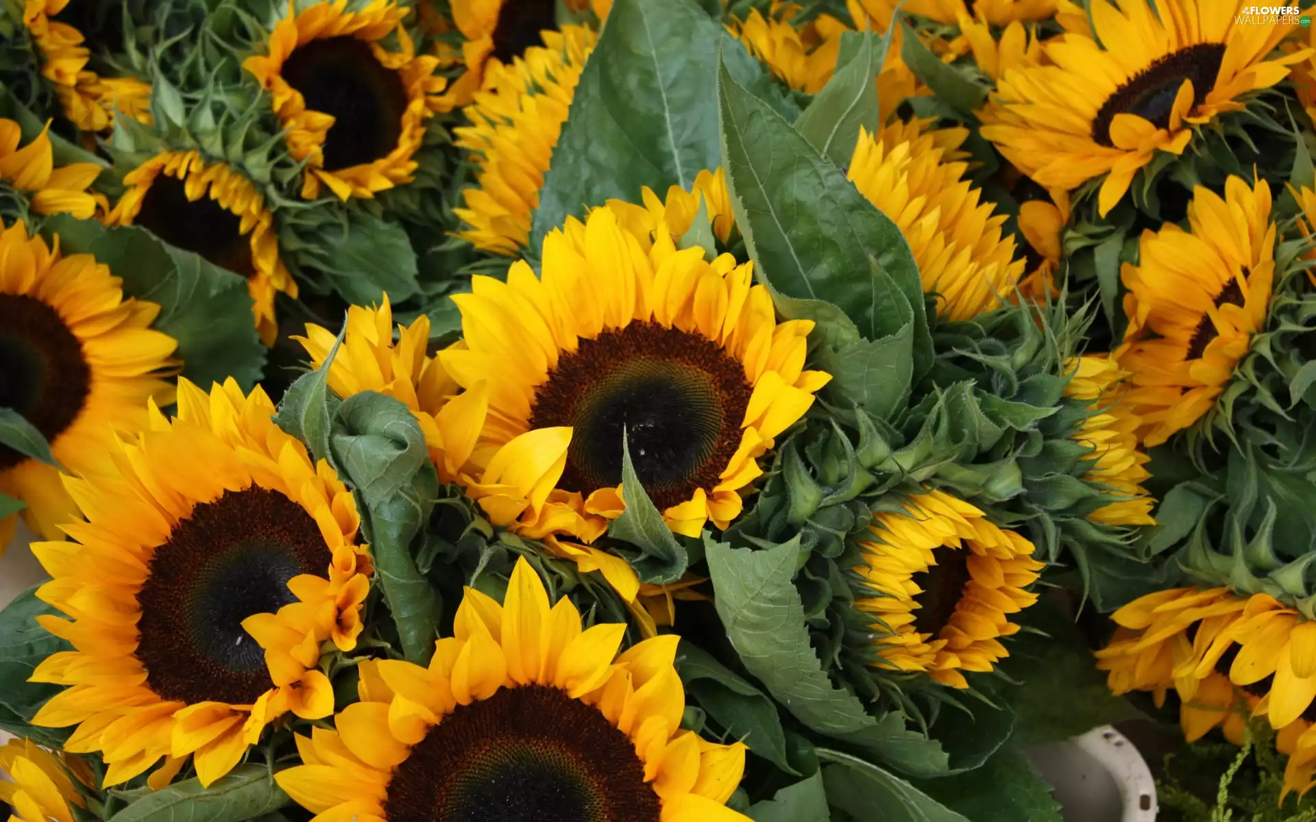 Nice sunflowers