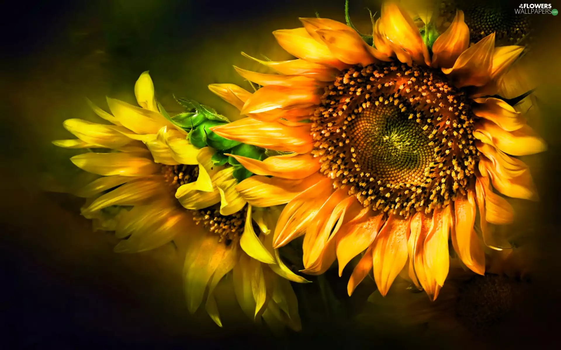 Two cars, Nice sunflowers