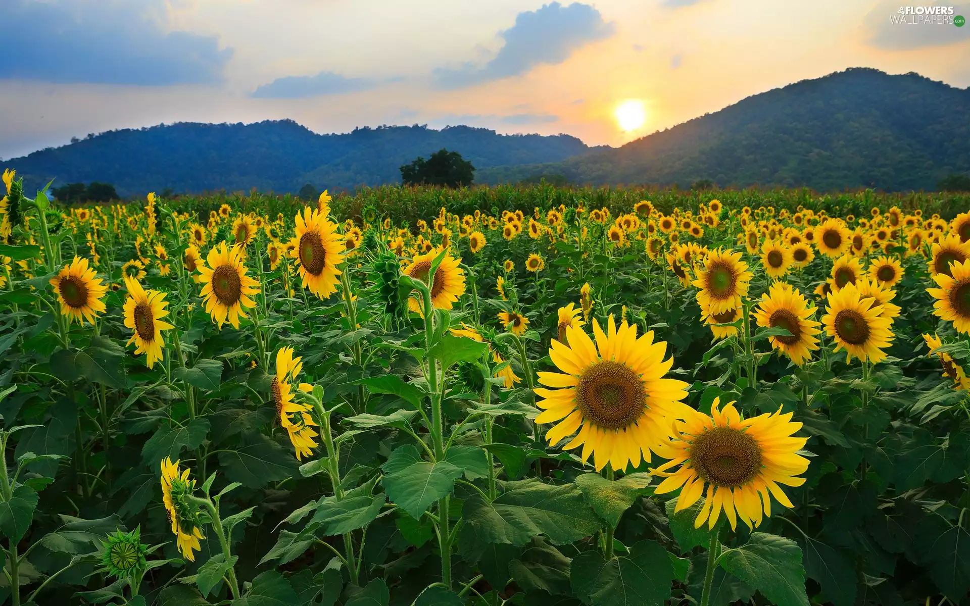 west, Mountains, Nice sunflowers, sun