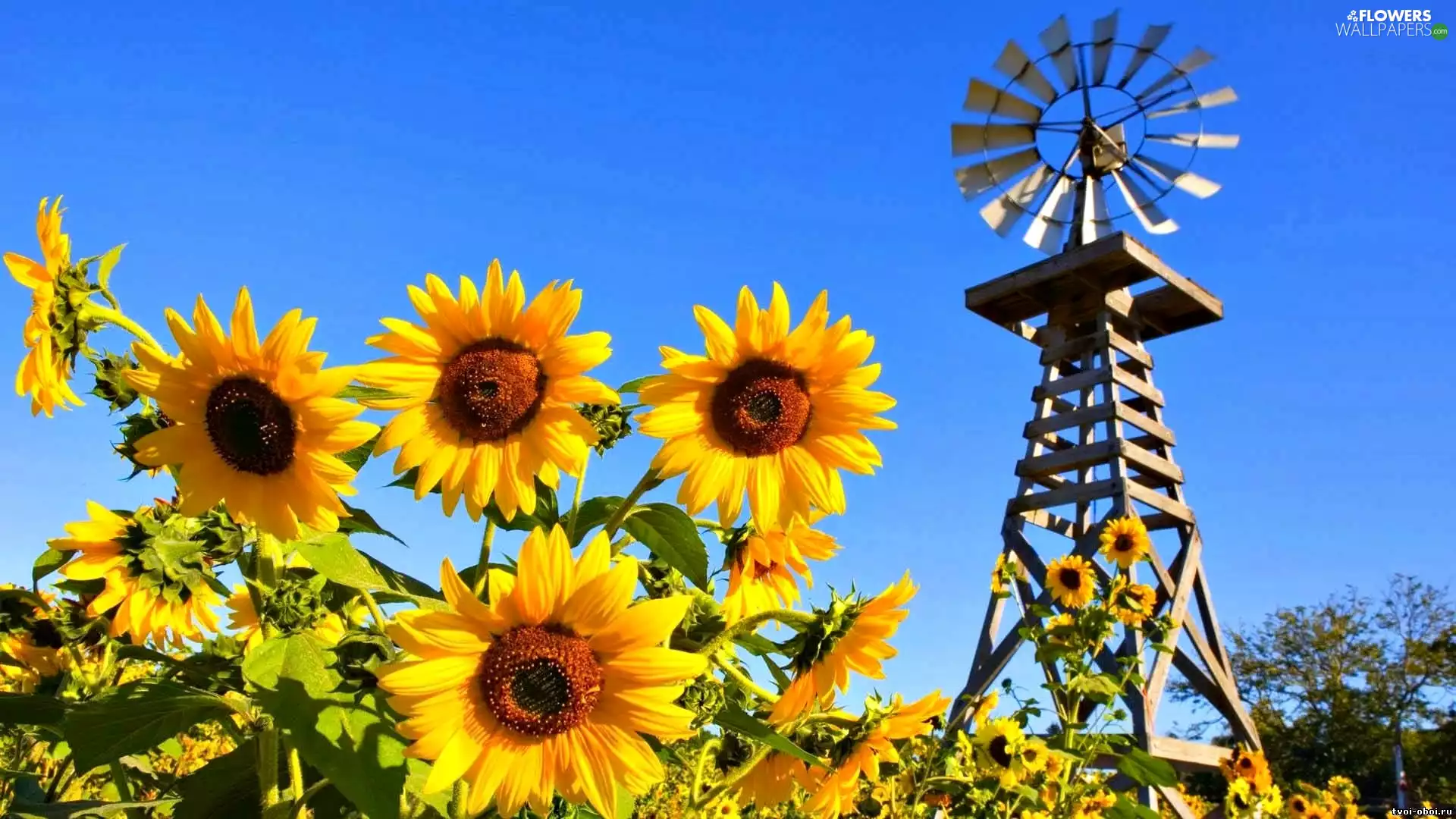 Nice sunflowers, Windmill